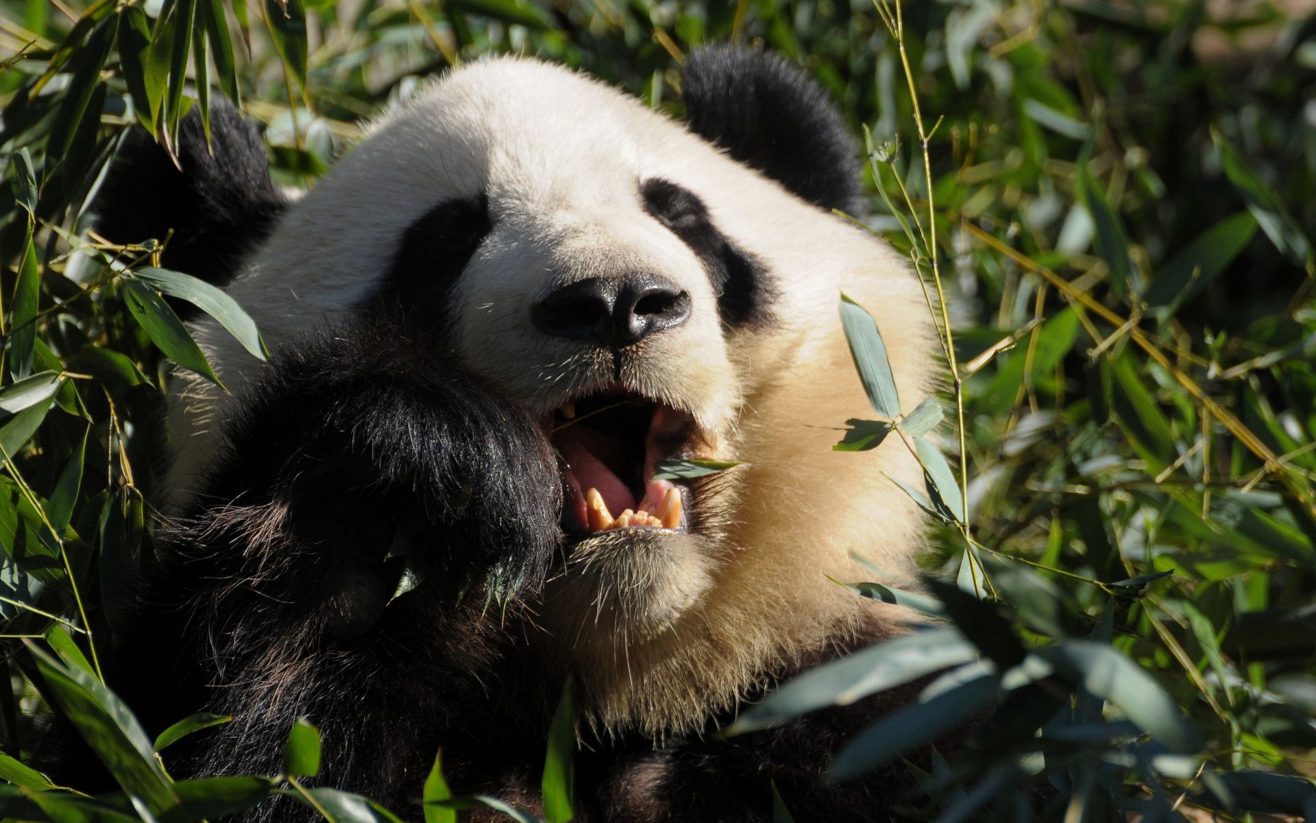 Handy-Wallpaper Tiere, Lebensmittel, Grass, Panda kostenlos herunterladen.