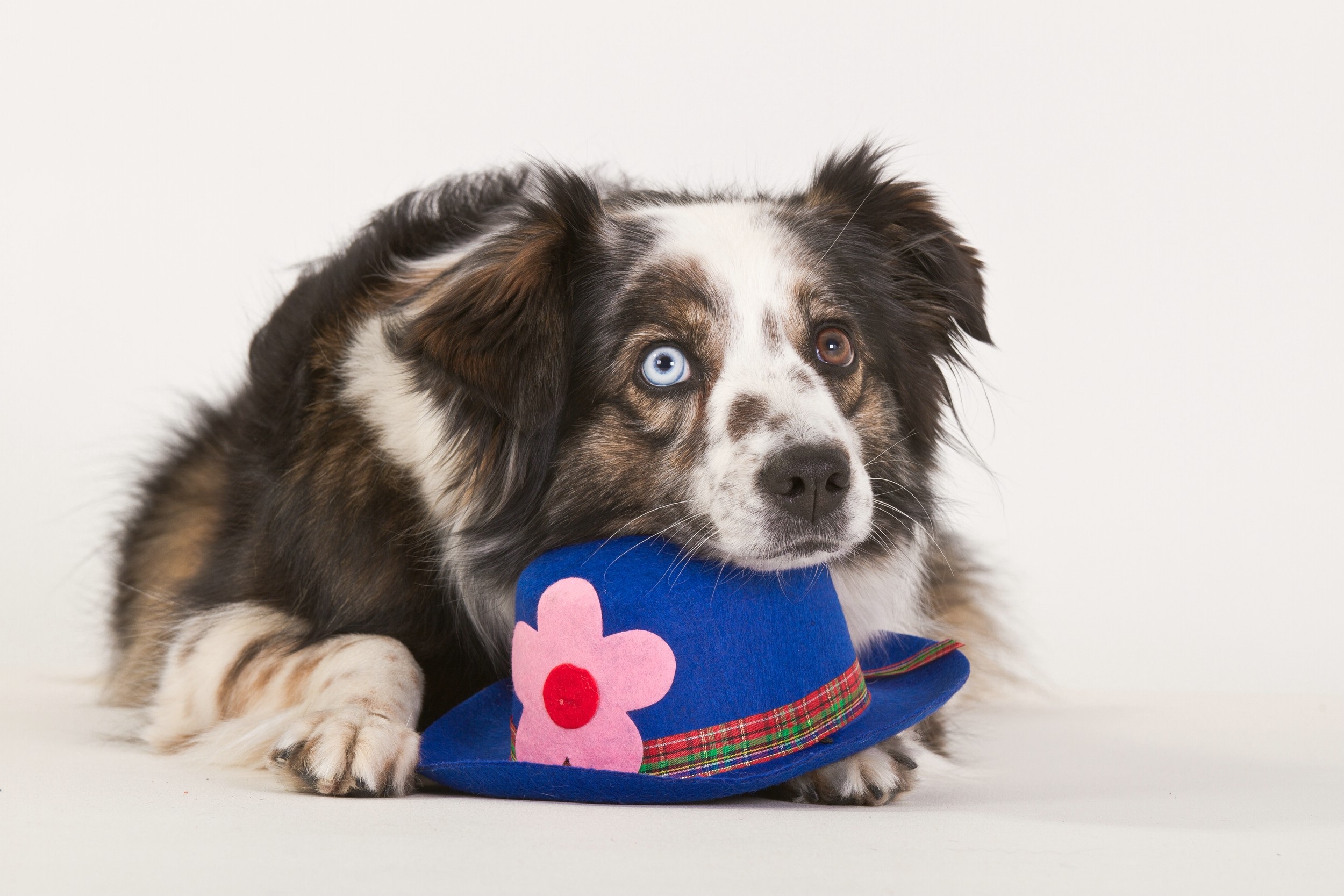 Free download wallpaper Dogs, Dog, Animal, Hat, Cute, Lying Down on your PC desktop