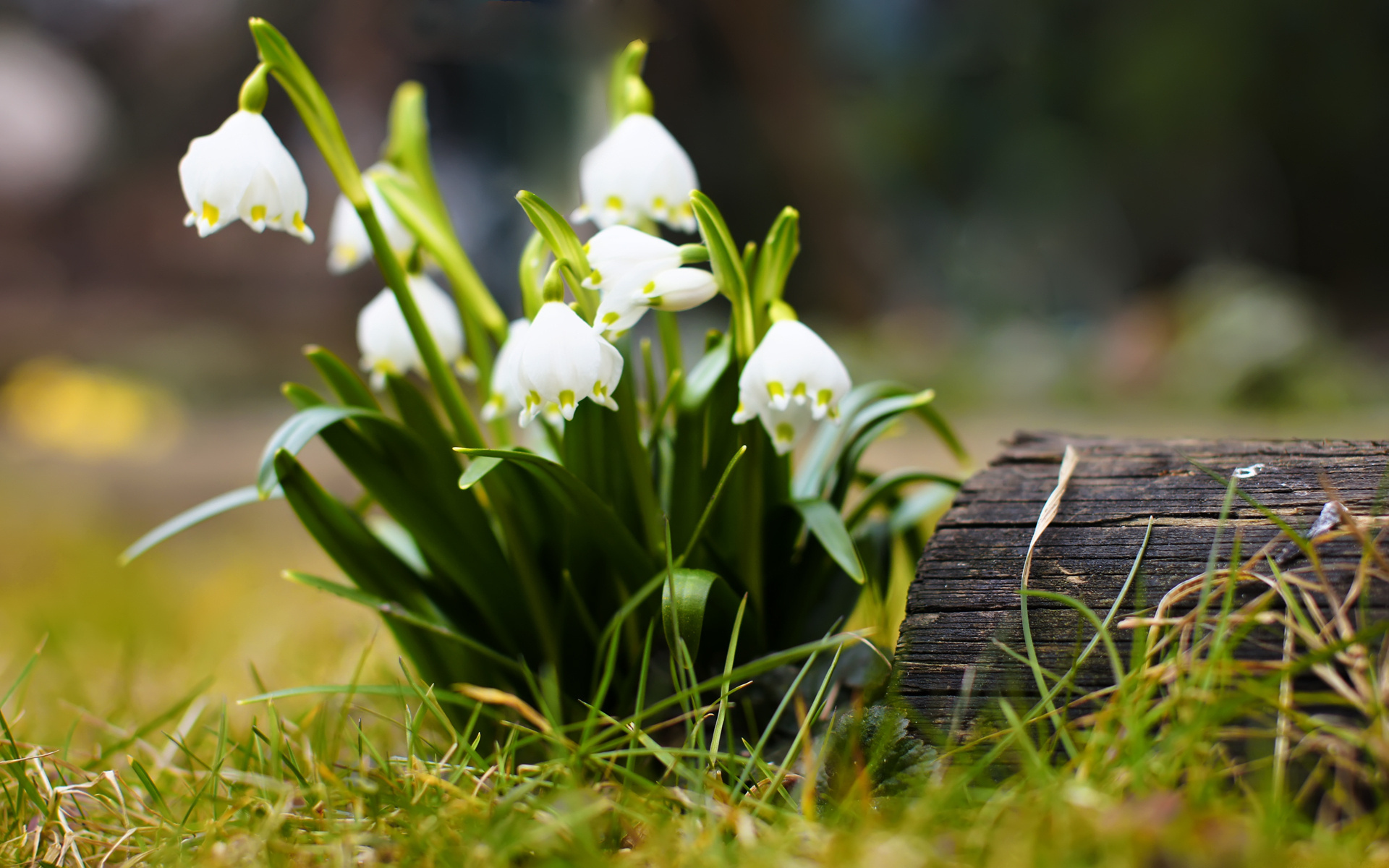 Handy-Wallpaper Blumen, Blume, Erde/natur kostenlos herunterladen.