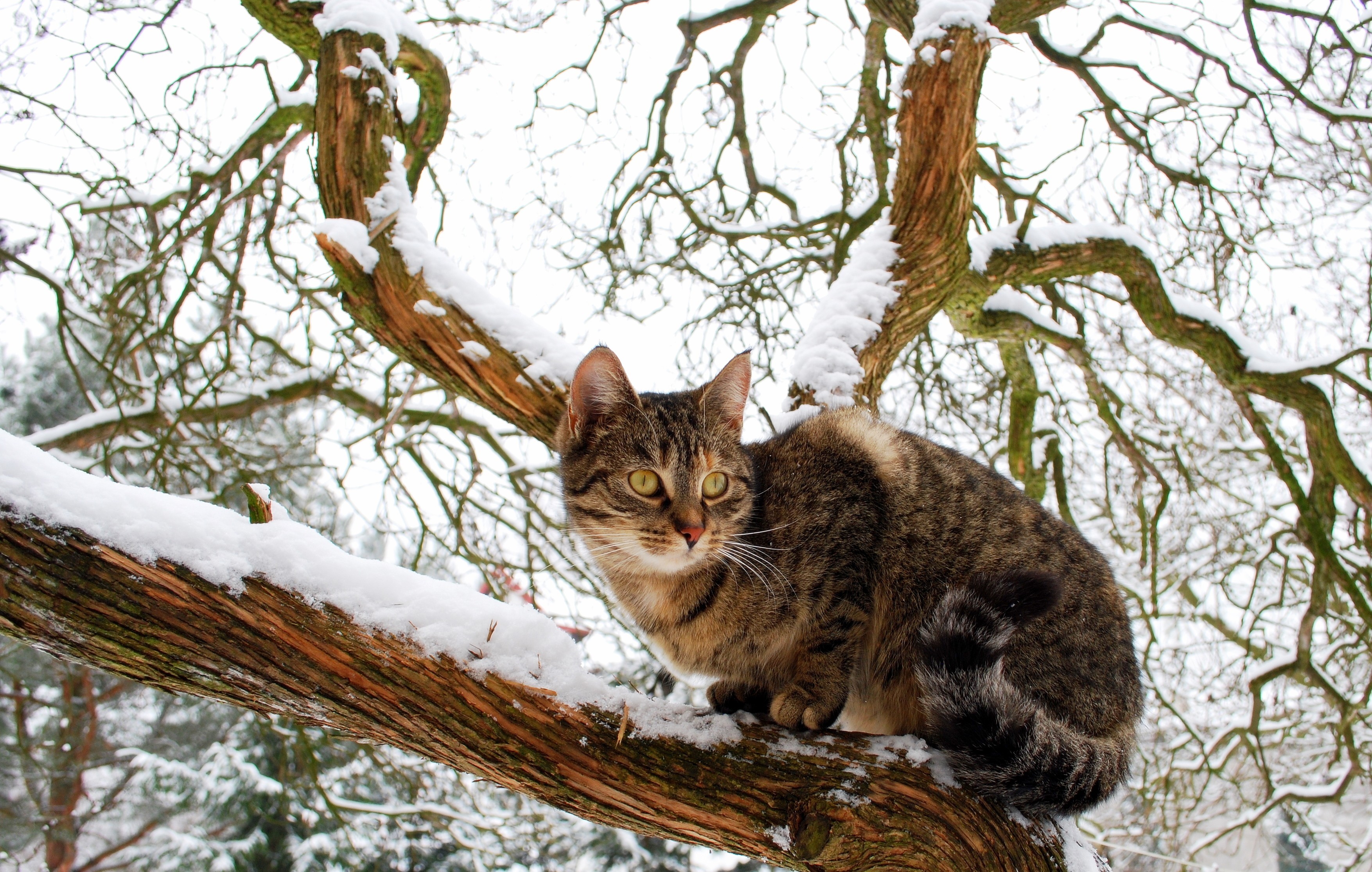 Laden Sie das Tiere, Katzen, Katze-Bild kostenlos auf Ihren PC-Desktop herunter