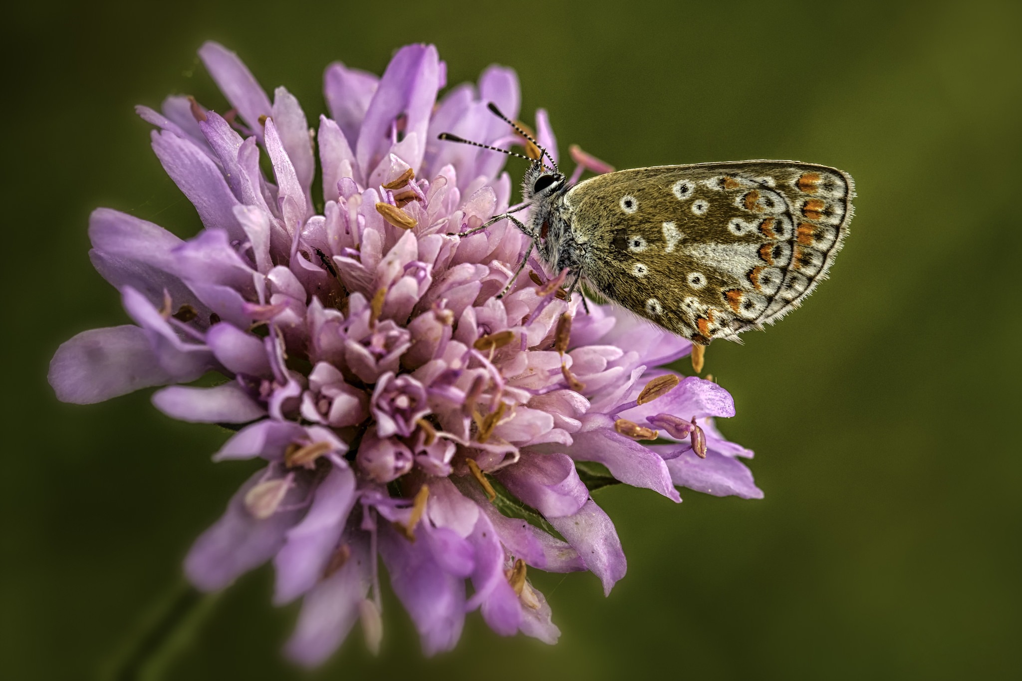 Free download wallpaper Macro, Insect, Butterfly, Animal, Pink Flower on your PC desktop