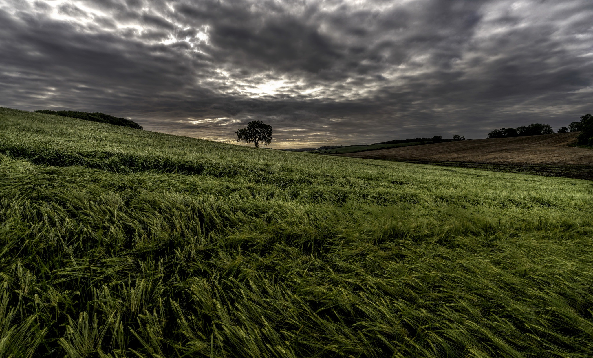 Free download wallpaper Nature, Summer, Wheat, Earth, Field on your PC desktop