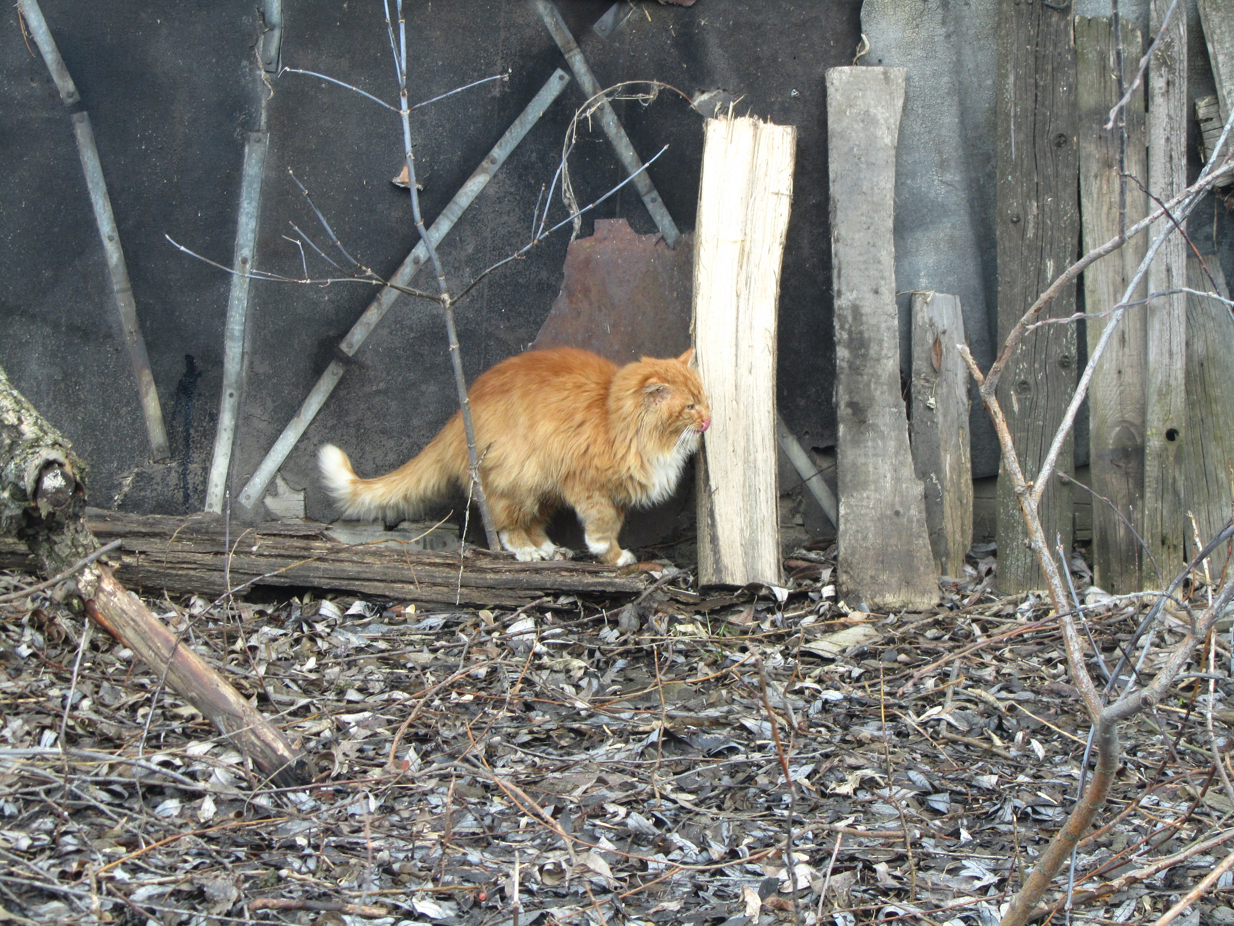 Handy-Wallpaper Tiere, Katze kostenlos herunterladen.