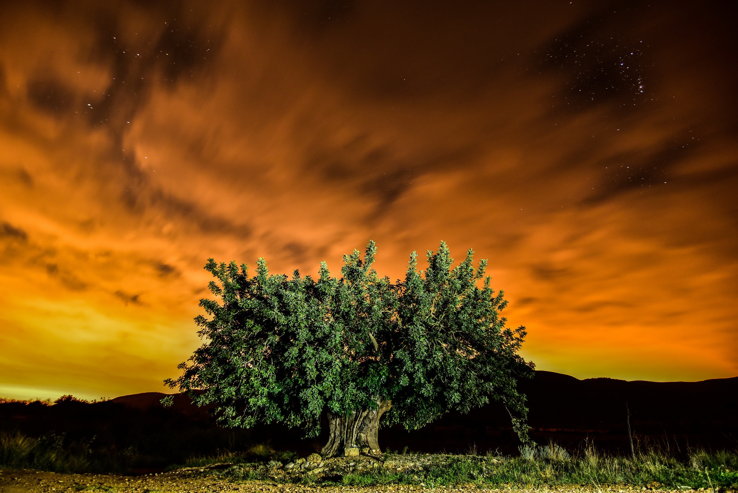 Téléchargez des papiers peints mobile Nuit, Arbre, Nuage, Des Arbres, La Nature, Terre/nature gratuitement.