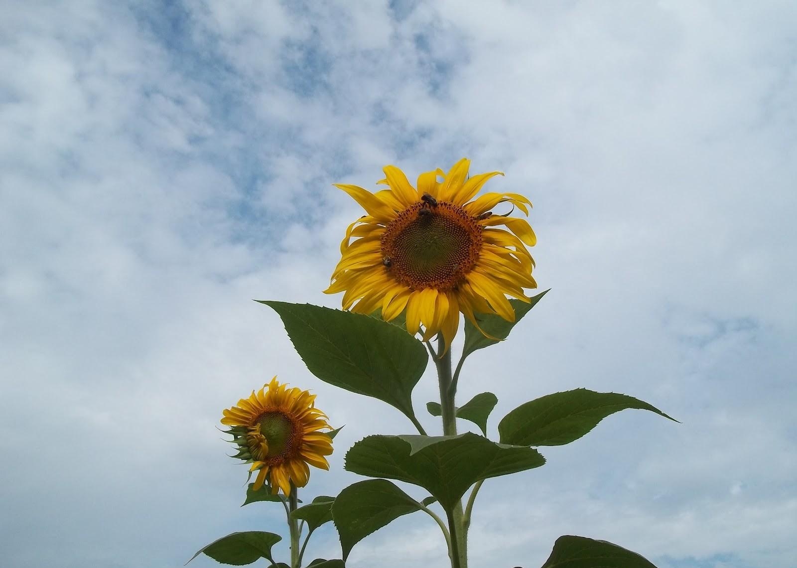Download mobile wallpaper Clouds, Flowers, Sky, Pair, Sunflowers, Couple for free.