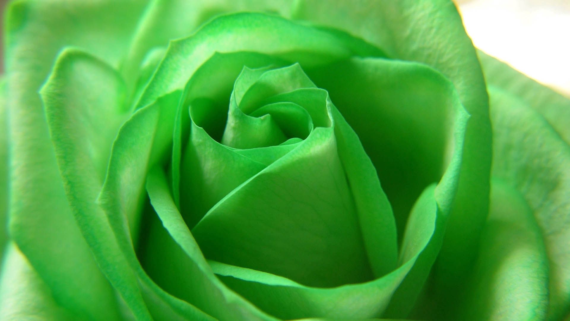 Laden Sie das Makro, Rose, Blütenblätter-Bild kostenlos auf Ihren PC-Desktop herunter