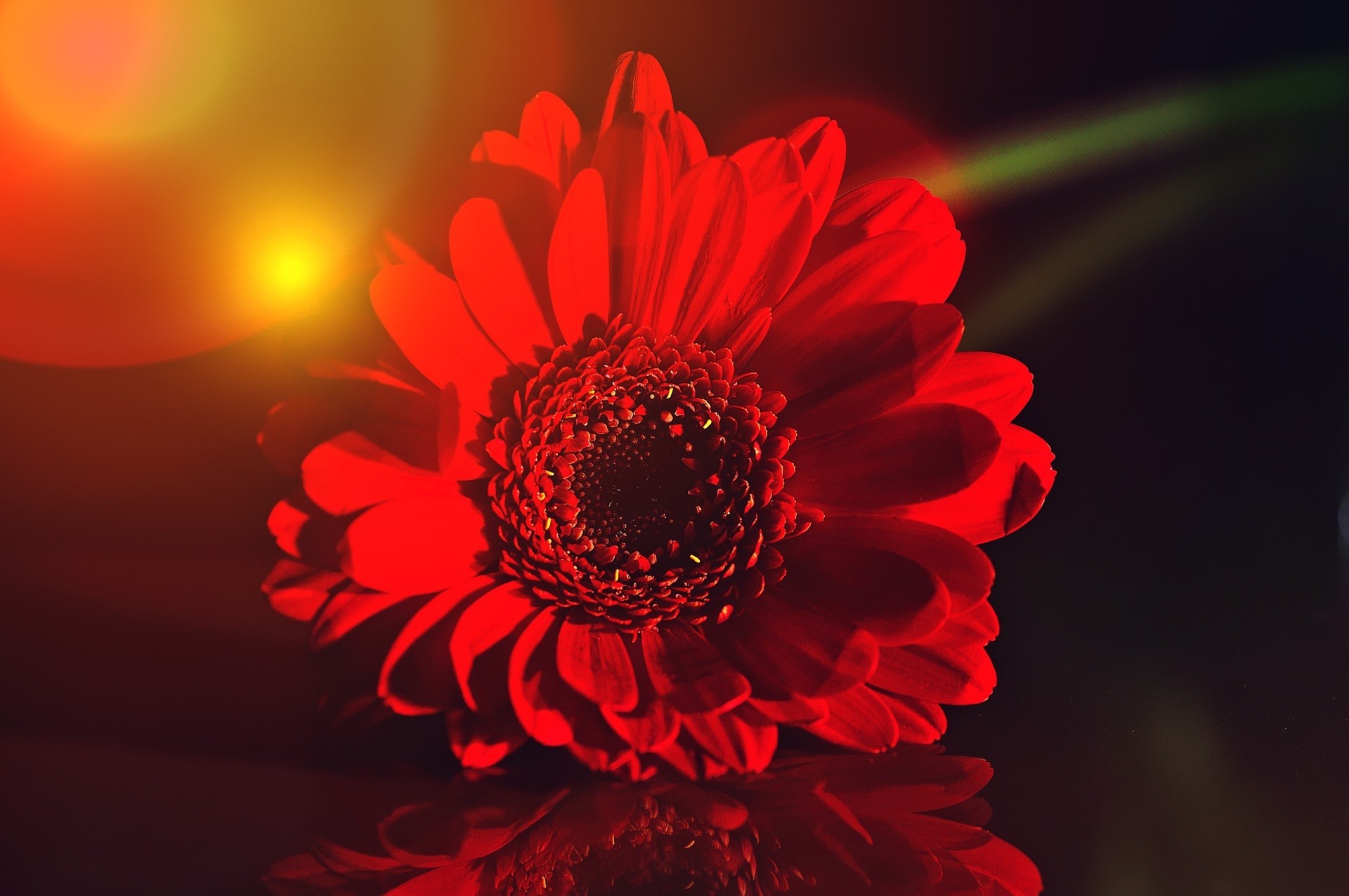 Descarga gratis la imagen Flores, Gerberas, Flor, De Cerca, Flor Roja, Tierra/naturaleza en el escritorio de tu PC