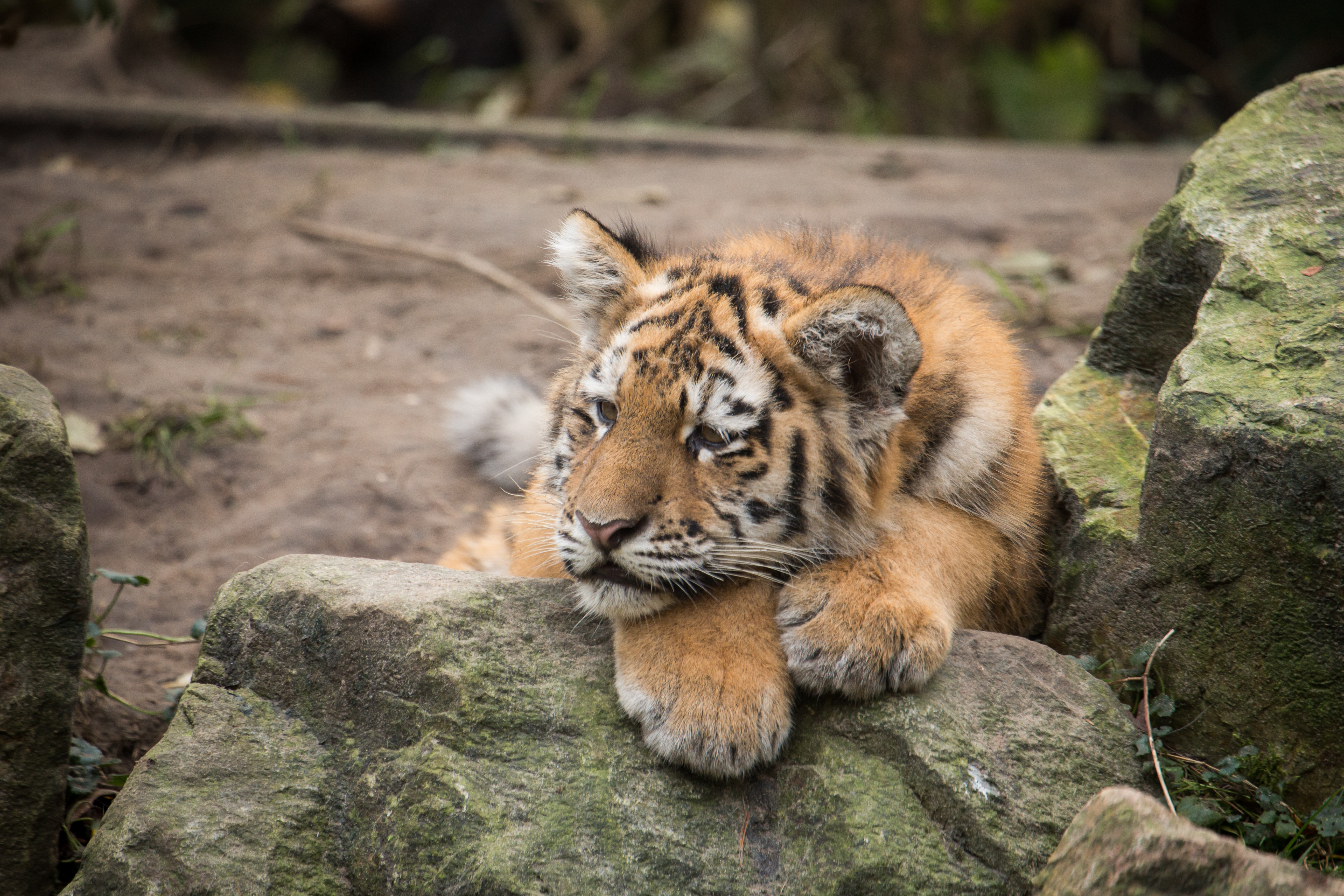 animals, stones, lies, predator, tiger, tiger cub, amur tiger