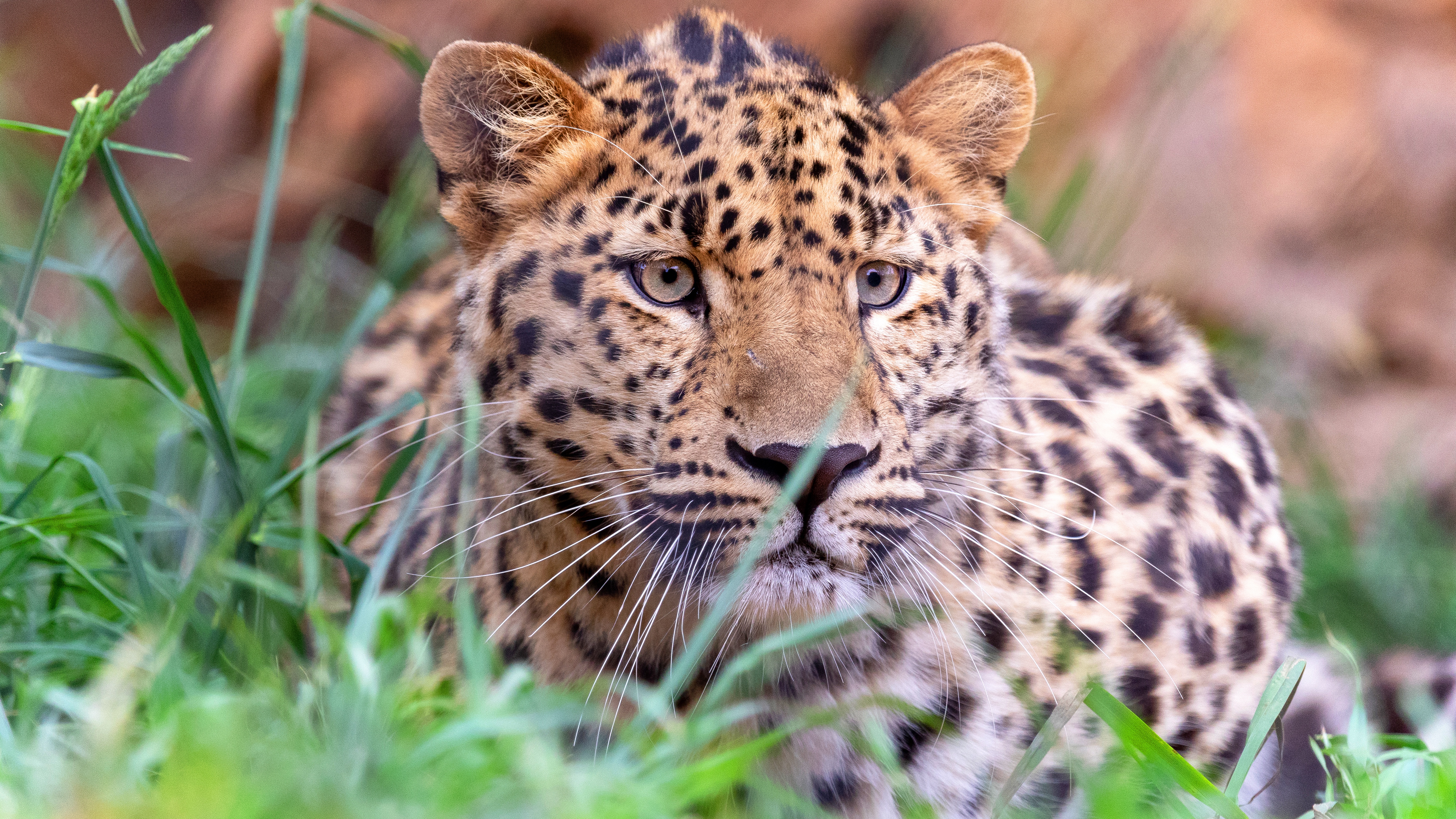 Baixar papel de parede para celular de Animais, Gatos, Leopardo gratuito.