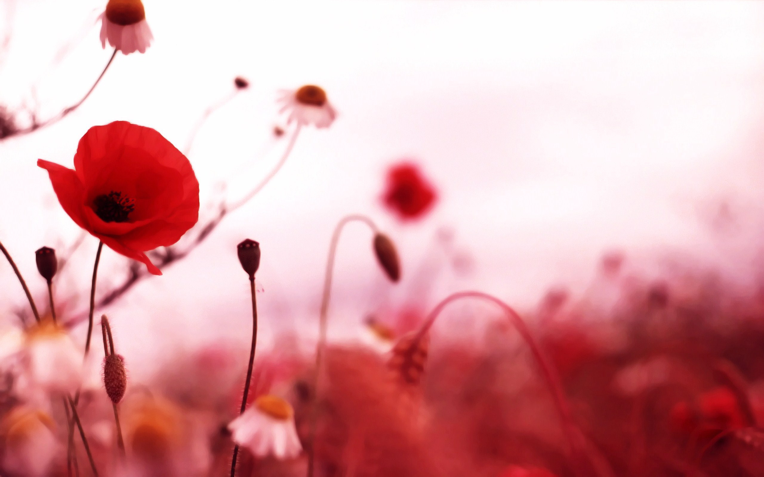 Download mobile wallpaper Earth, Poppy for free.