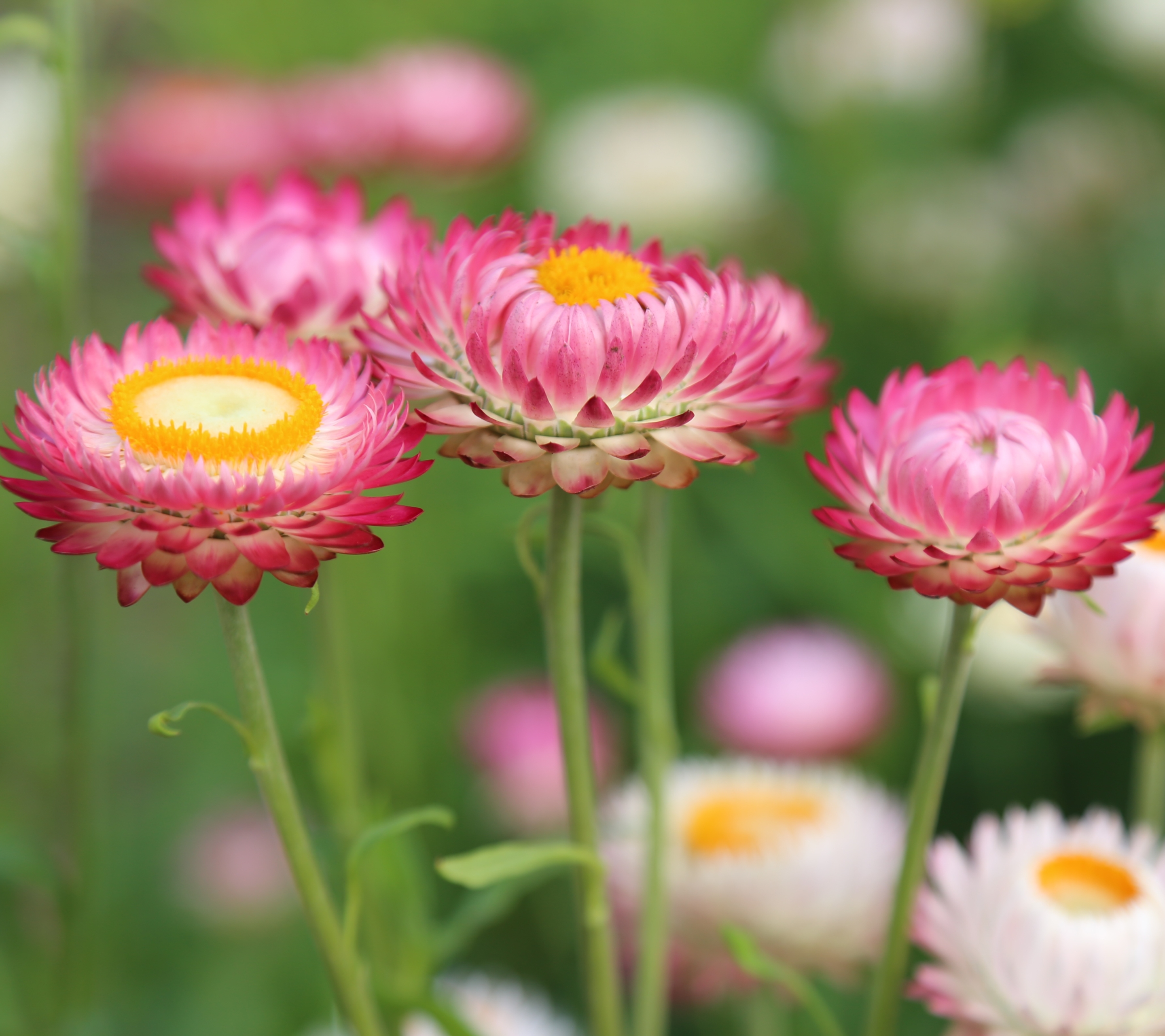 無料モバイル壁紙自然, フラワーズ, 花, 地球, ぼかし, ピンクの花をダウンロードします。