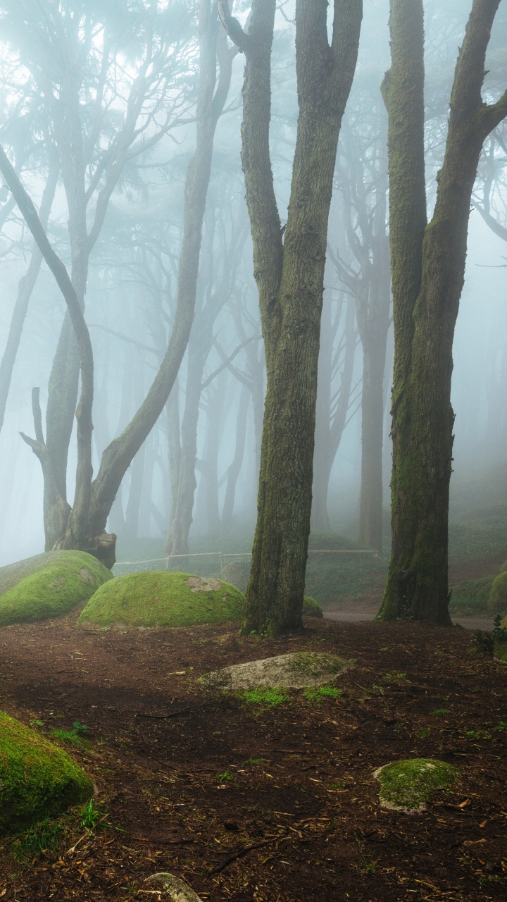 earth, fog, nature, tree, boulder, forest