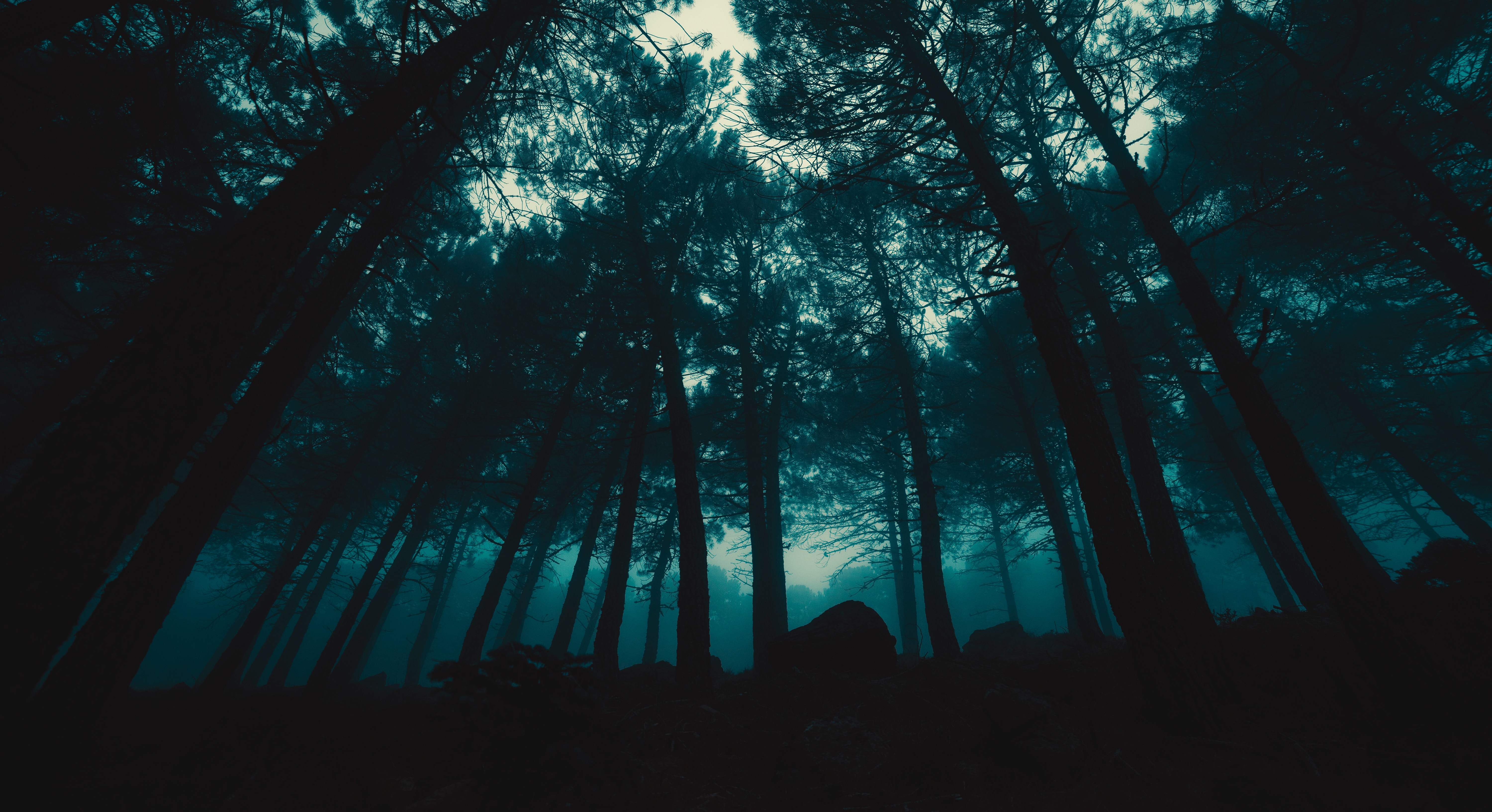 Horizontal Wallpaper dark, forest, evening, trees, fog