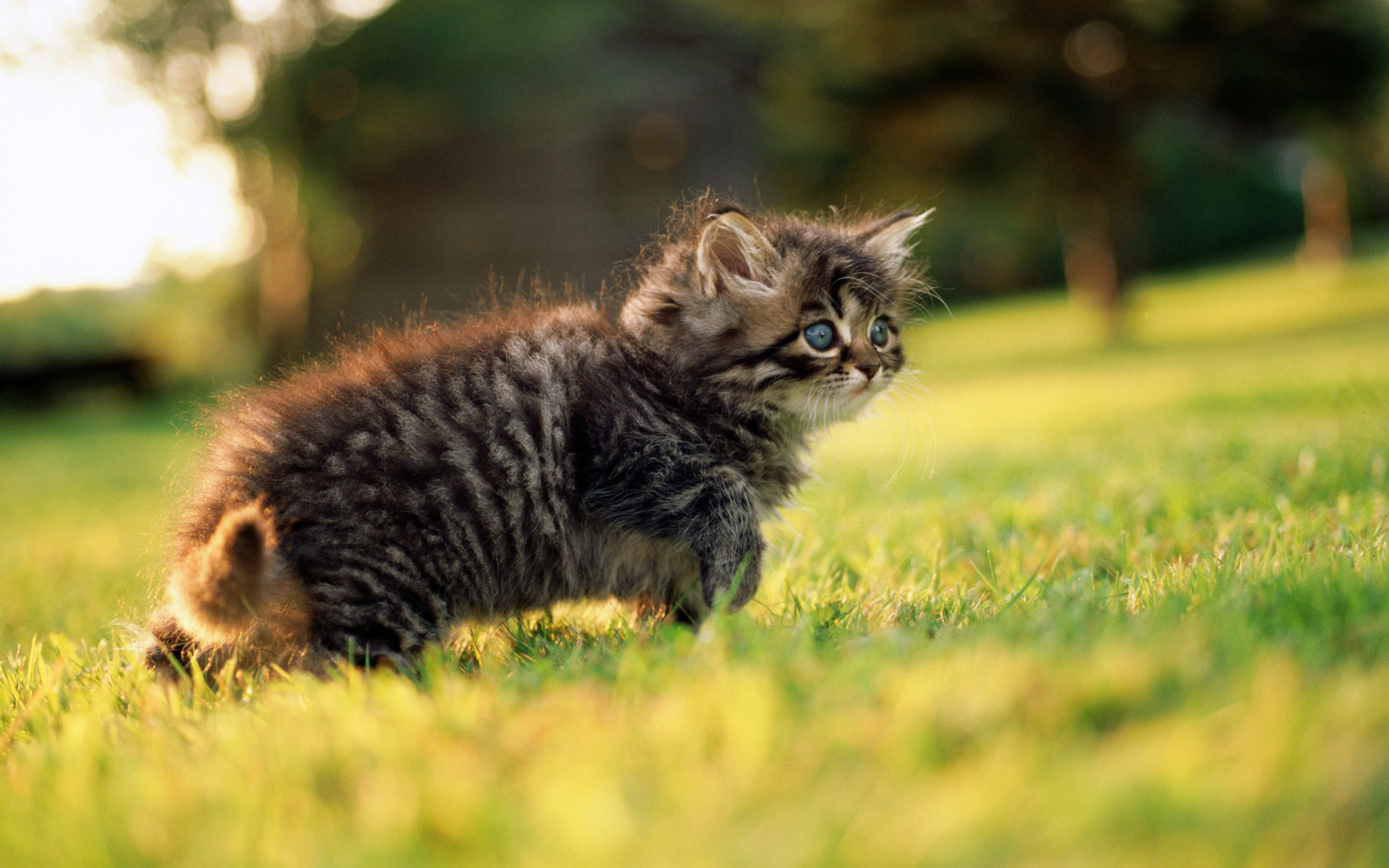 Laden Sie das Katze, Katzen, Tiere-Bild kostenlos auf Ihren PC-Desktop herunter