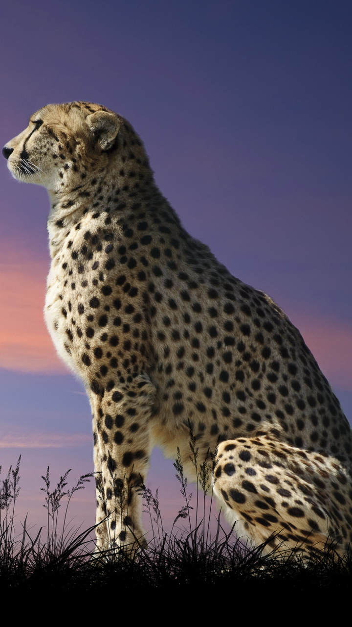 Download mobile wallpaper Cats, Cheetah, Animal for free.