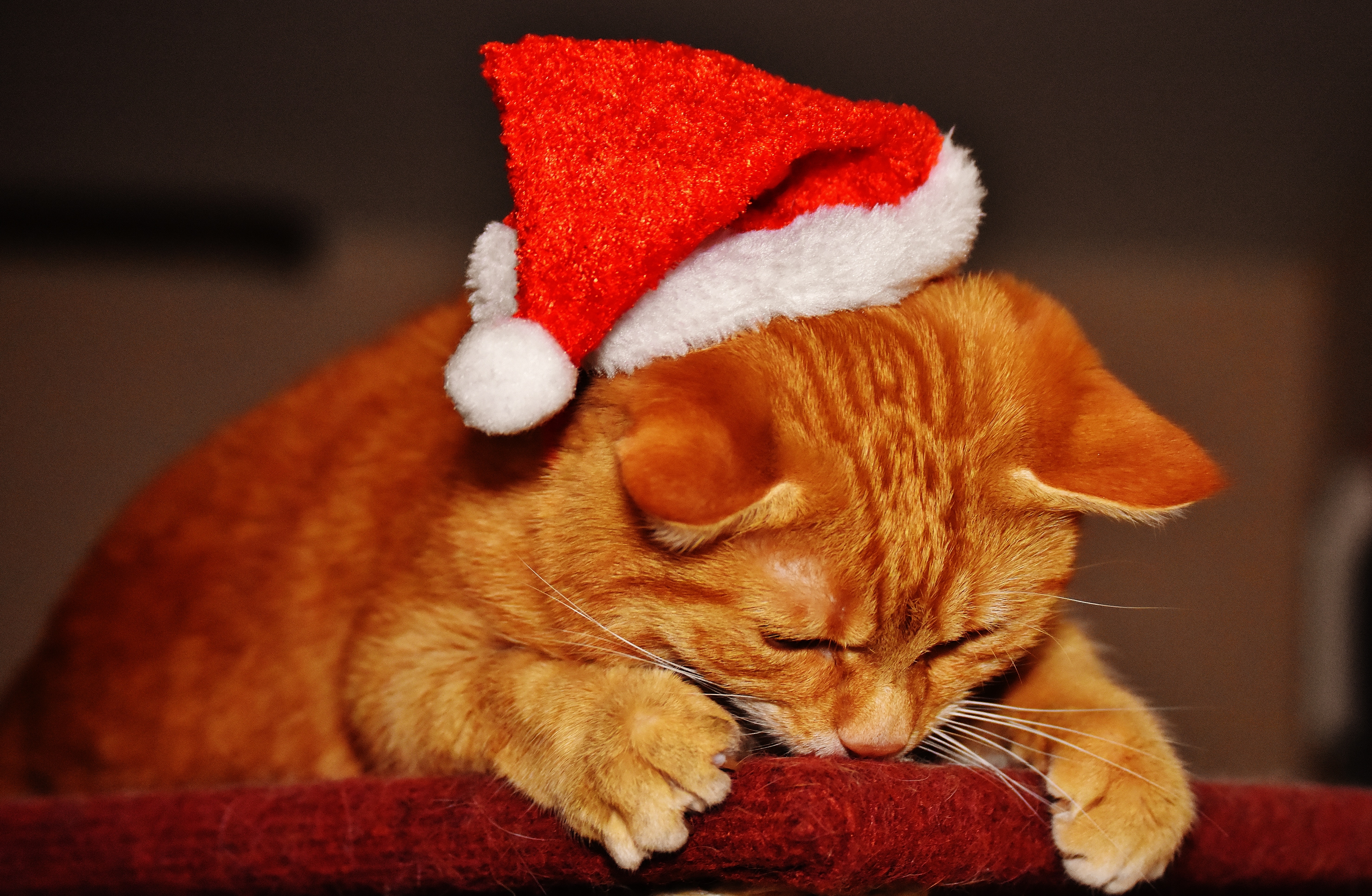 Baixar papel de parede para celular de Animais, Gatos, Gato, Gorro Do Papai Noel gratuito.