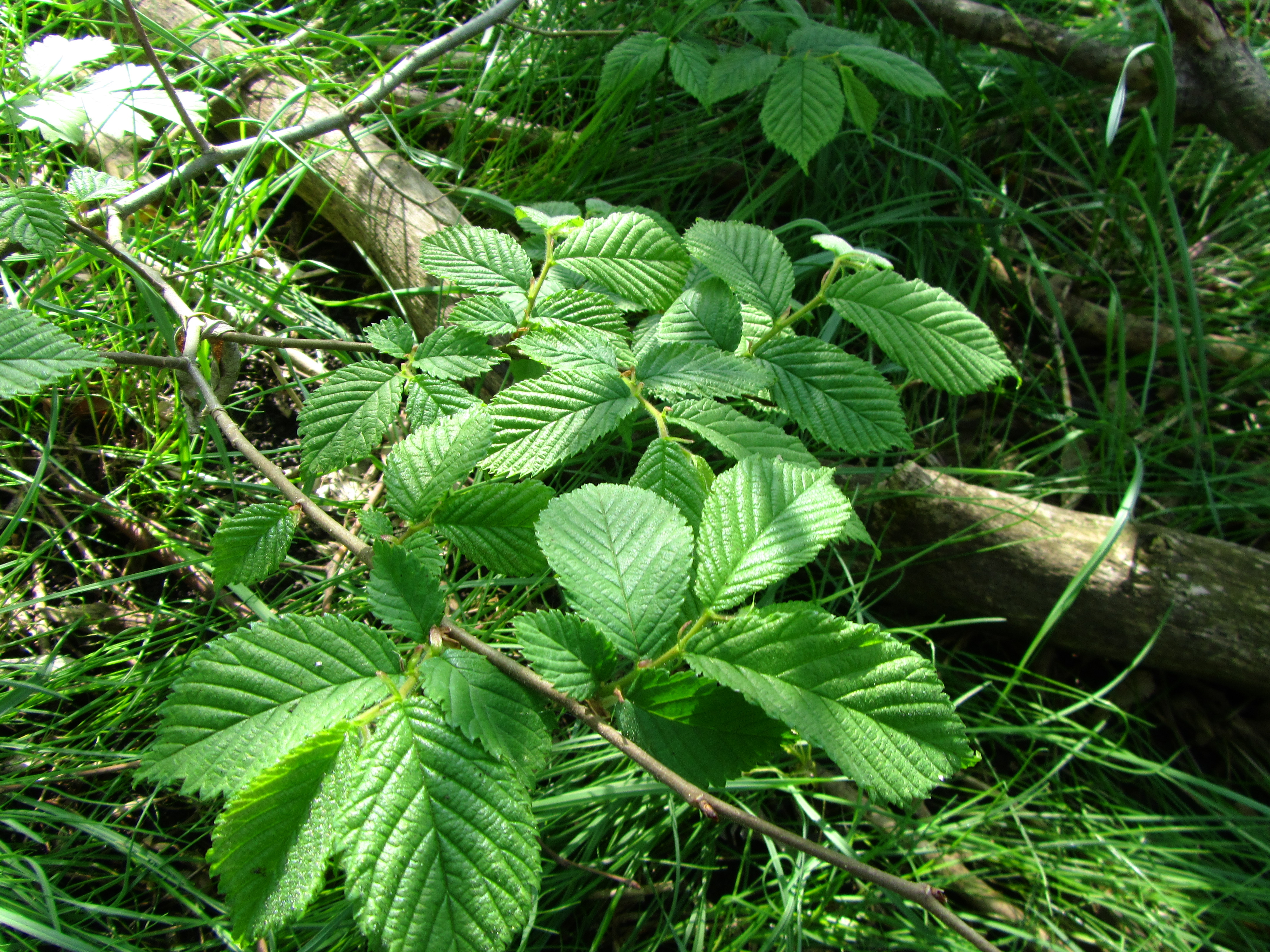 Descarga gratis la imagen Hoja, Tierra/naturaleza en el escritorio de tu PC