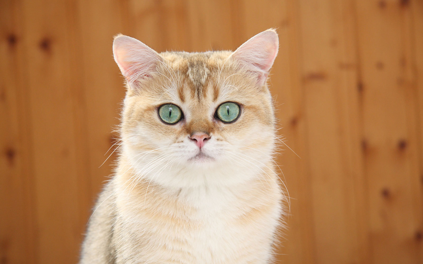 Baixe gratuitamente a imagem Animais, Gato na área de trabalho do seu PC