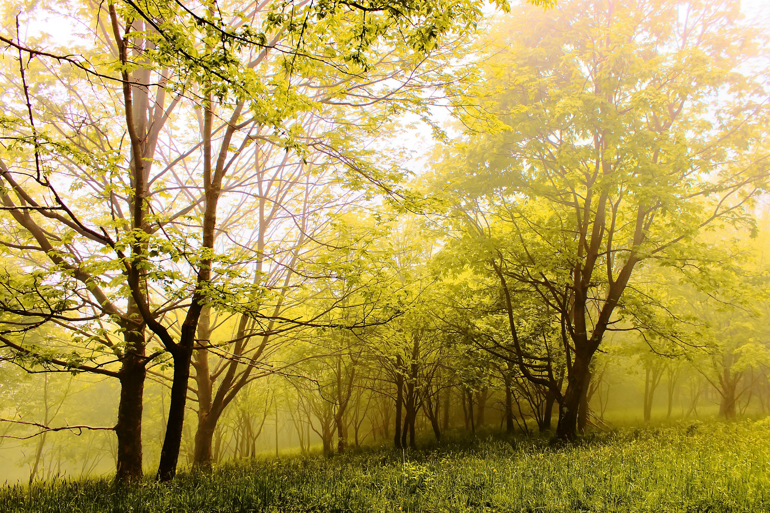 Handy-Wallpaper Natur, Wald, Baum, Nebel, Erde/natur kostenlos herunterladen.