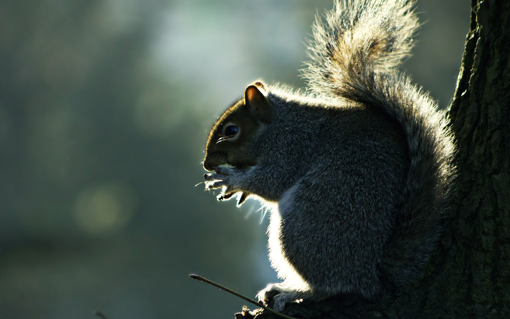 Download mobile wallpaper Squirrel, Animal for free.