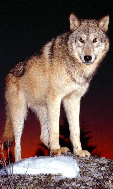 Скачать картинку Волки, Волк, Животные в телефон бесплатно.