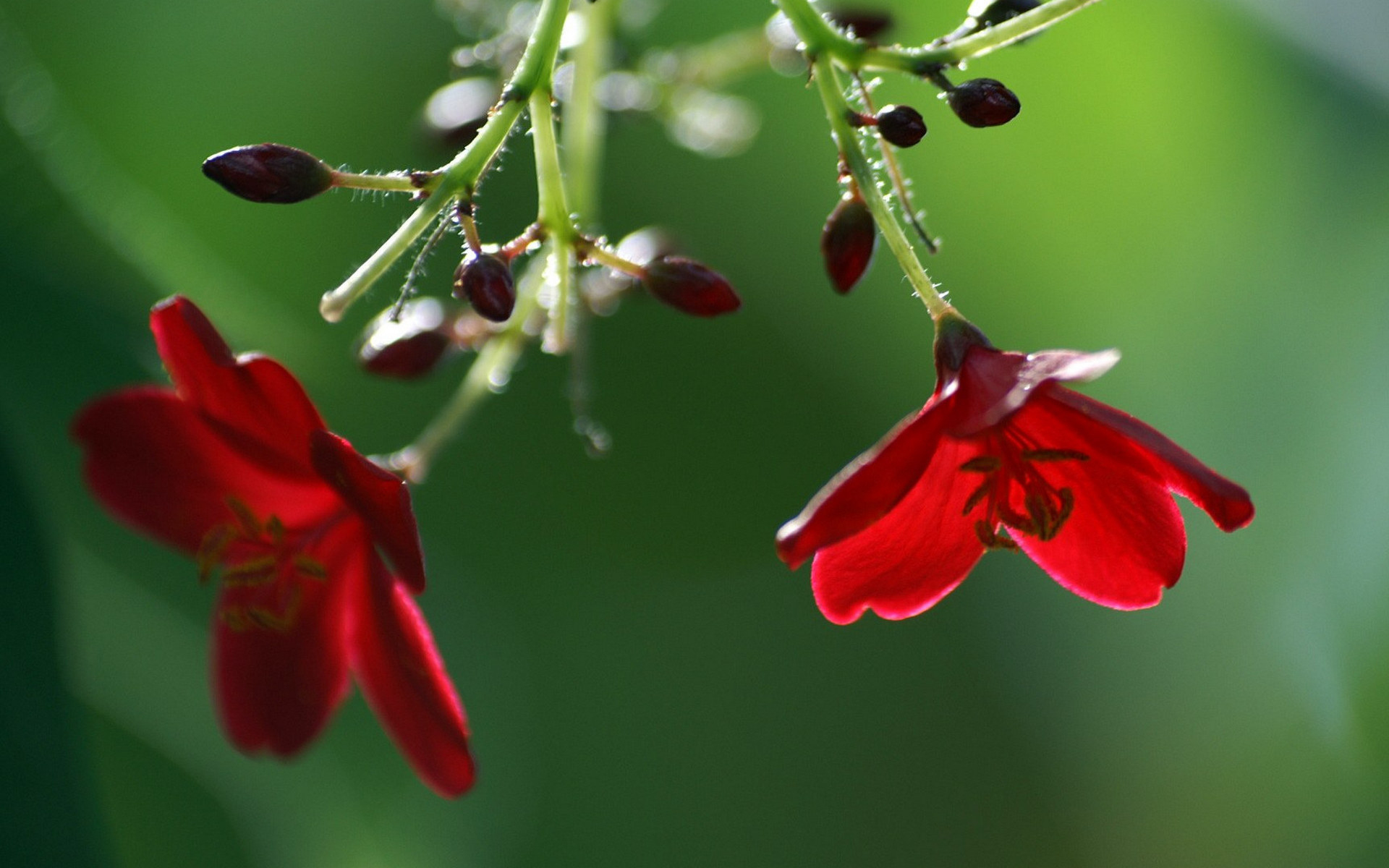 Handy-Wallpaper Blume, Erde/natur kostenlos herunterladen.