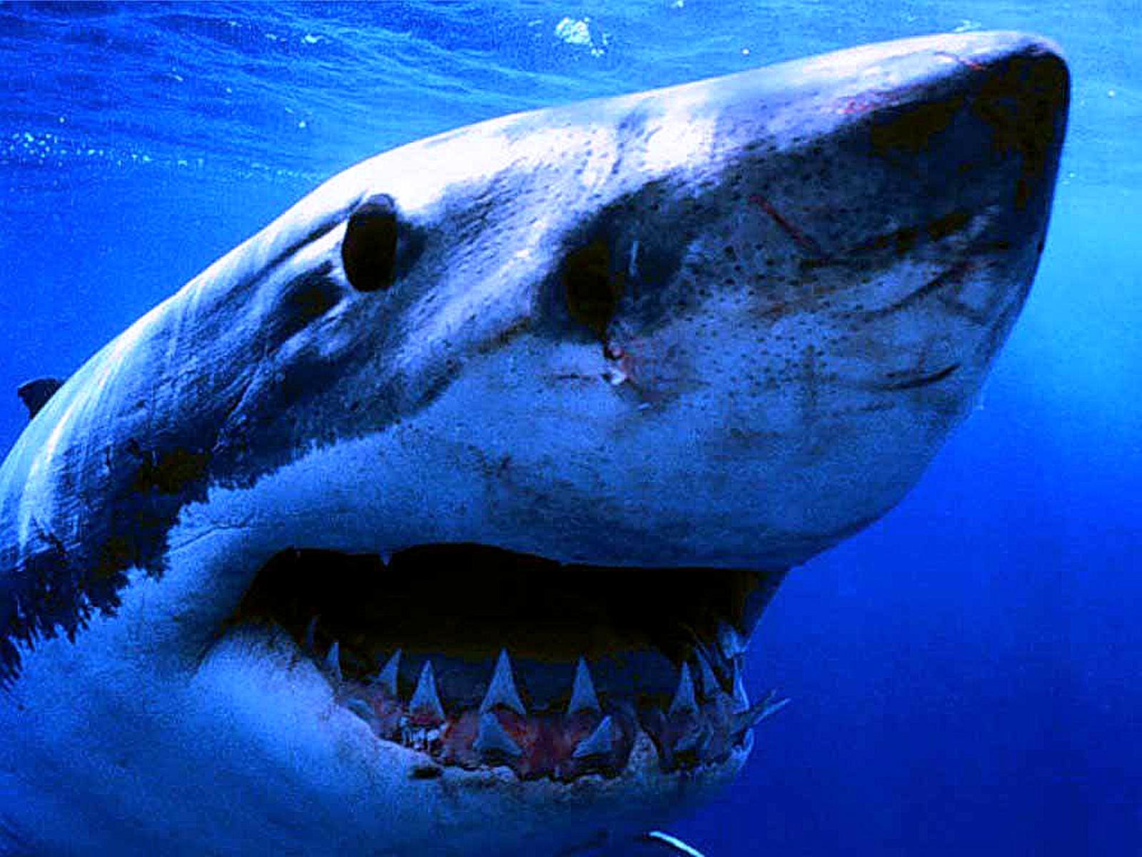 Baixar papel de parede para celular de Tubarão, Animais gratuito.
