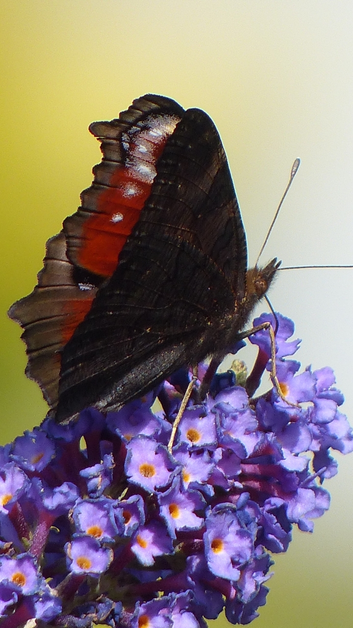 Descarga gratuita de fondo de pantalla para móvil de Animales, Flor, Insecto, Mariposa, Flor Purpura.