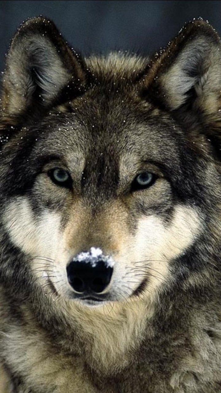 無料モバイル壁紙動物, オオカミ, 狼をダウンロードします。