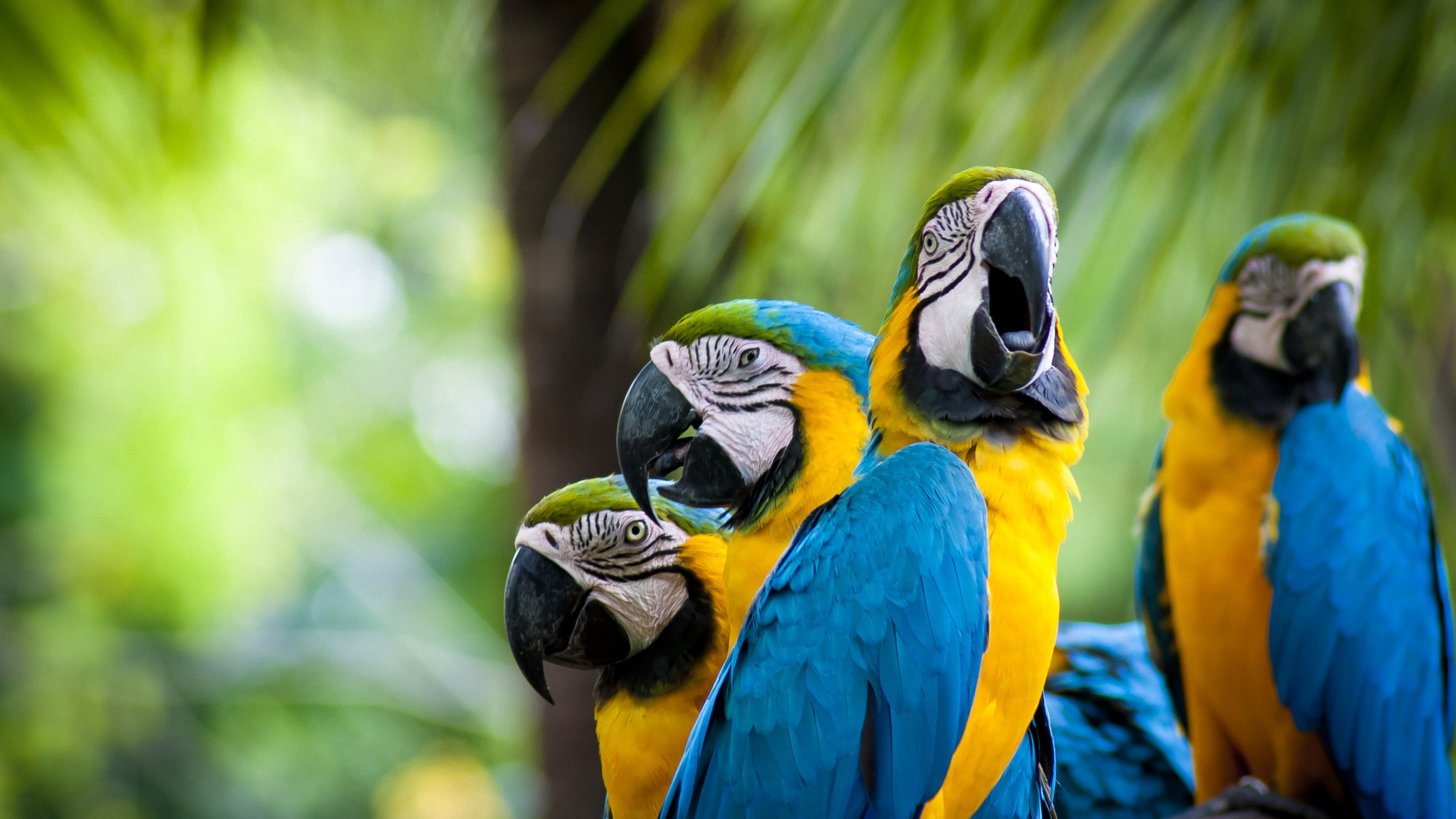 無料モバイル壁紙動物, 青と黄色のコンゴウインコをダウンロードします。