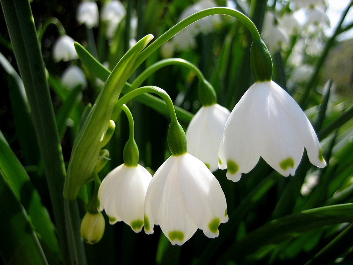 Download mobile wallpaper Snowdrops, Flowers, Plants for free.