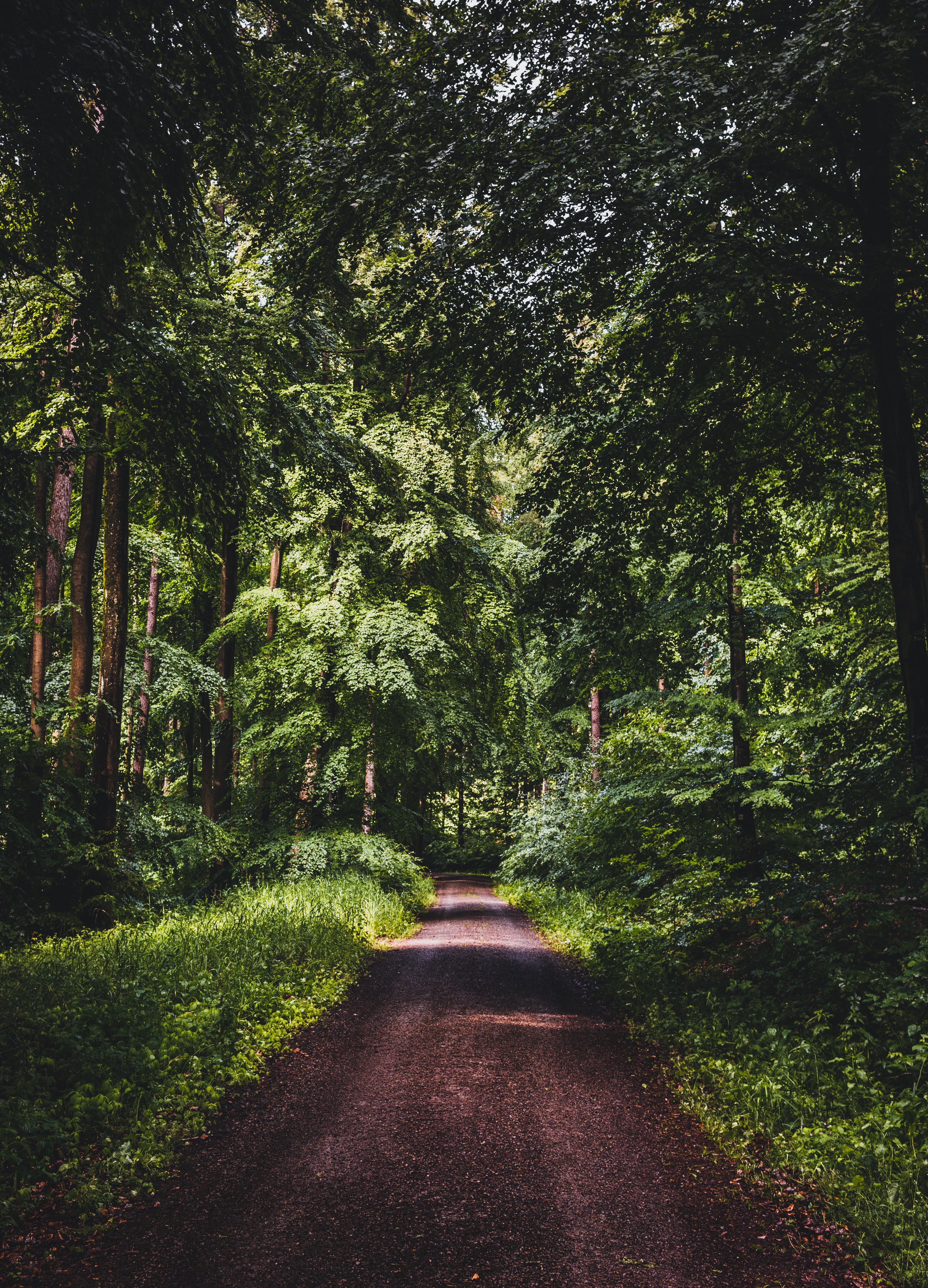 Download mobile wallpaper Dahl, Distance, Grass, Forest, Trees, Nature, Road for free.