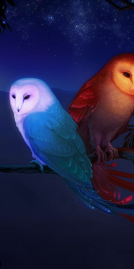 Papel de parede para celular: Imagens, Animais, Aves, 43950 baixe o ...