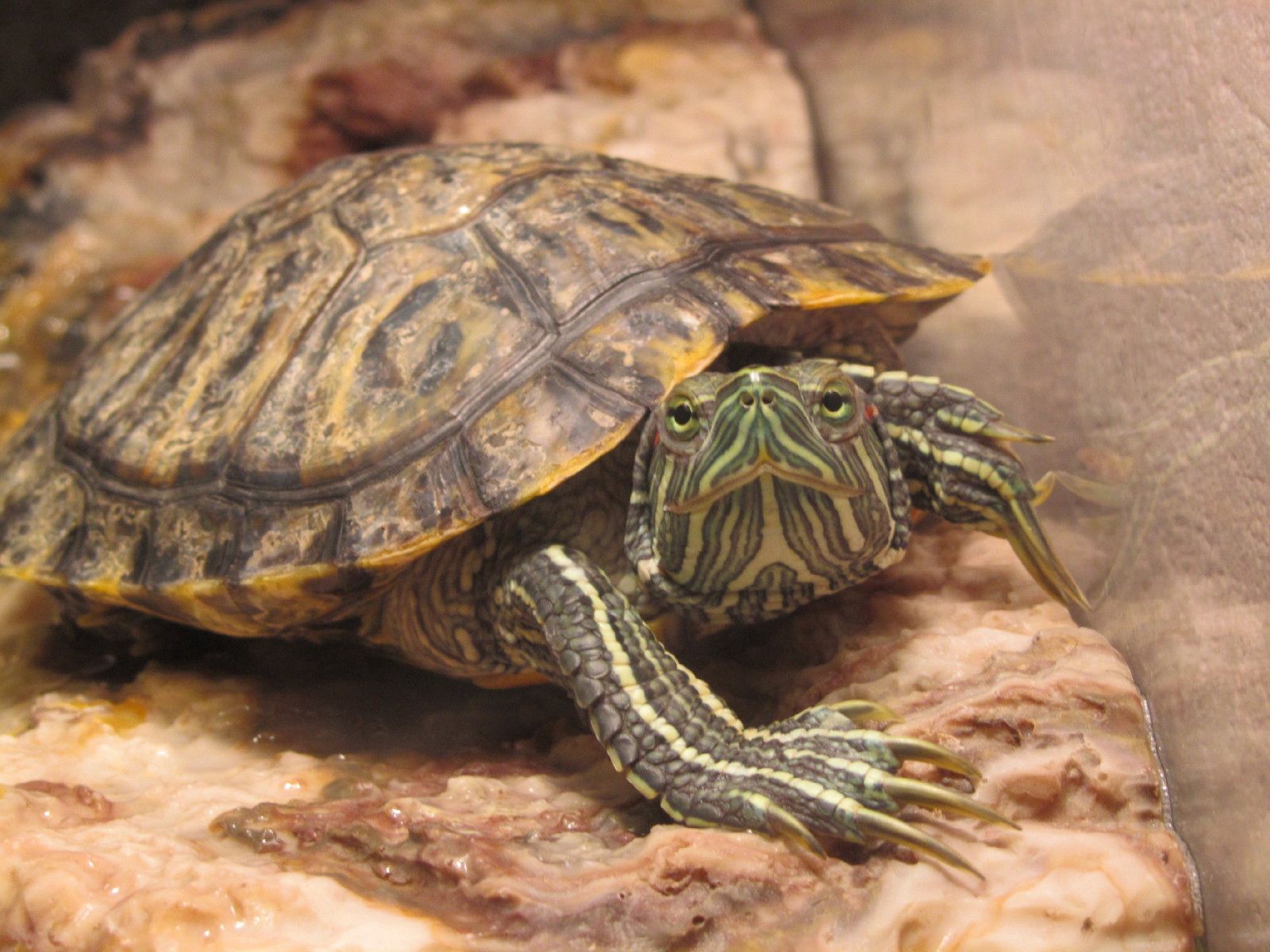 animals, sight, opinion, carapace, shell, turtle