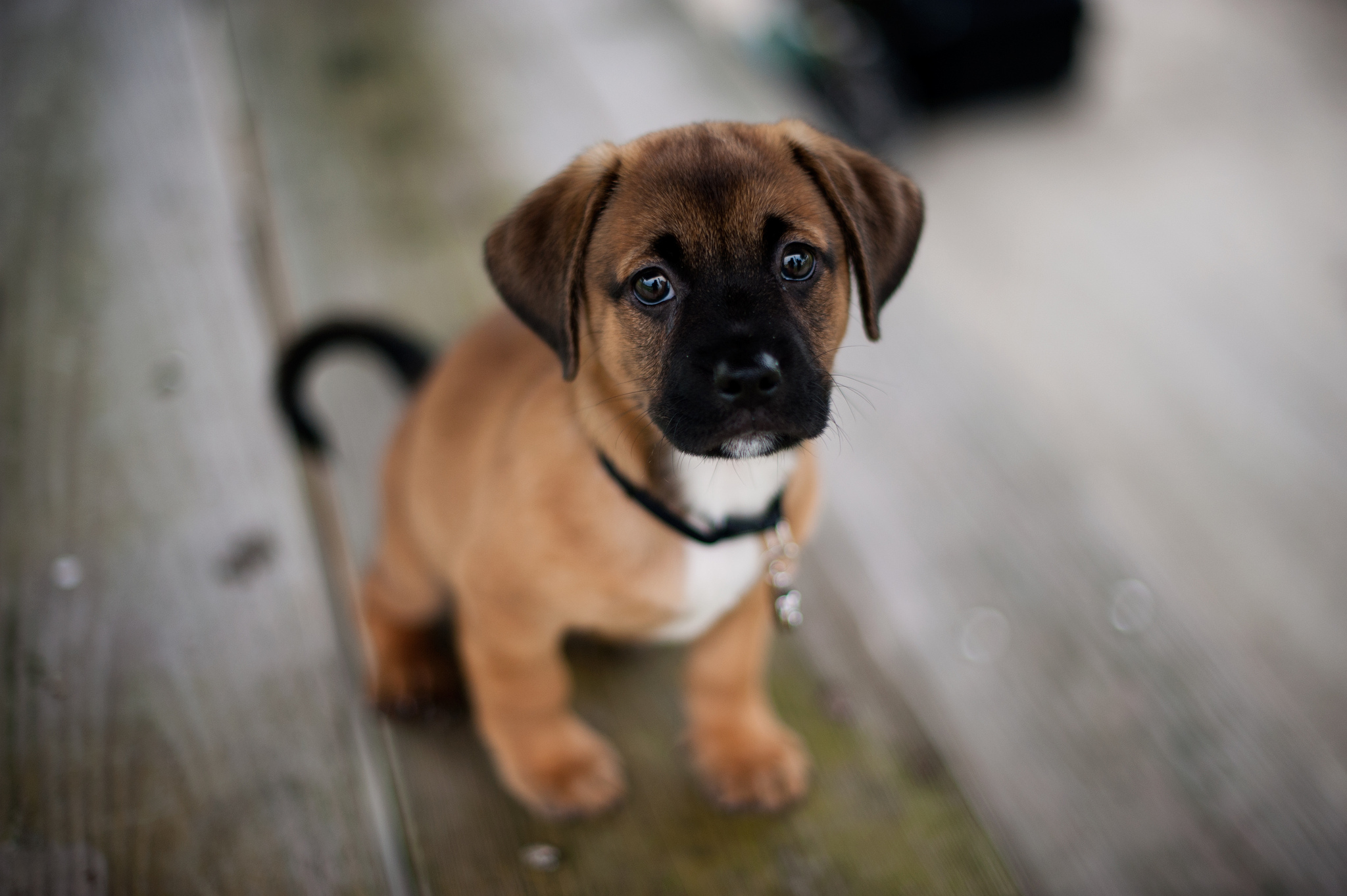 animal, puppy, dogs Free Background