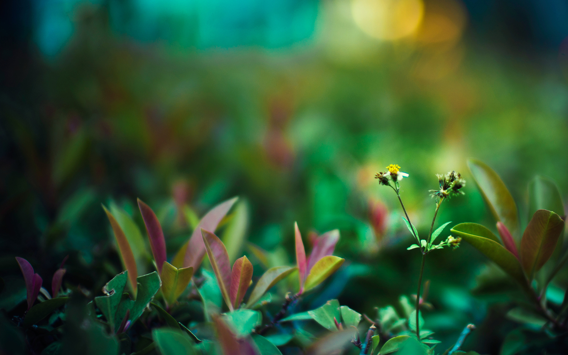 Baixe gratuitamente a imagem Terra/natureza, Visto De Perto na área de trabalho do seu PC