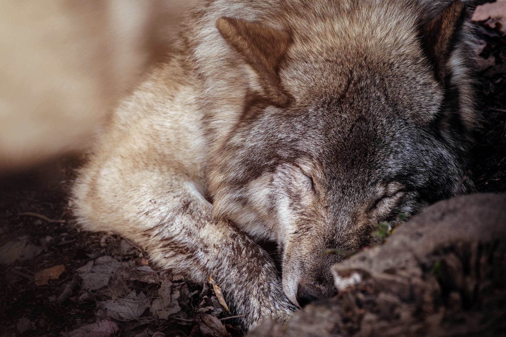 Handy-Wallpaper Tiere, Nahansicht, Wolf, Schlafen, Wolves kostenlos herunterladen.