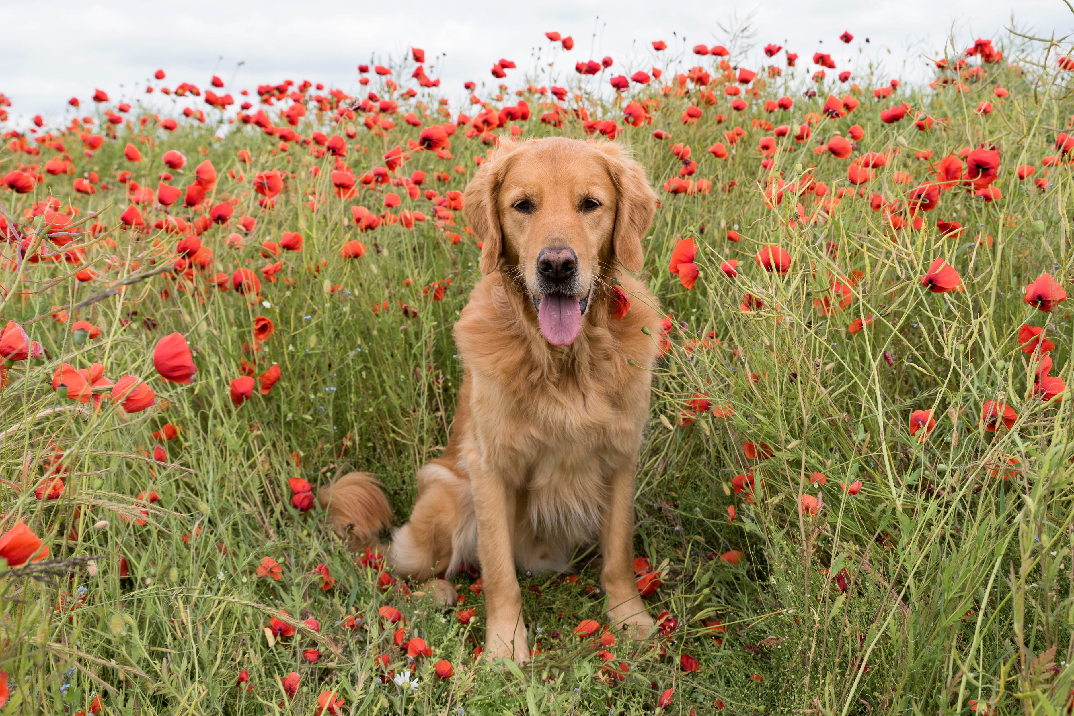 Download mobile wallpaper Dogs, Dog, Animal, Golden Retriever, Poppy, Labrador Retriever, Red Flower for free.