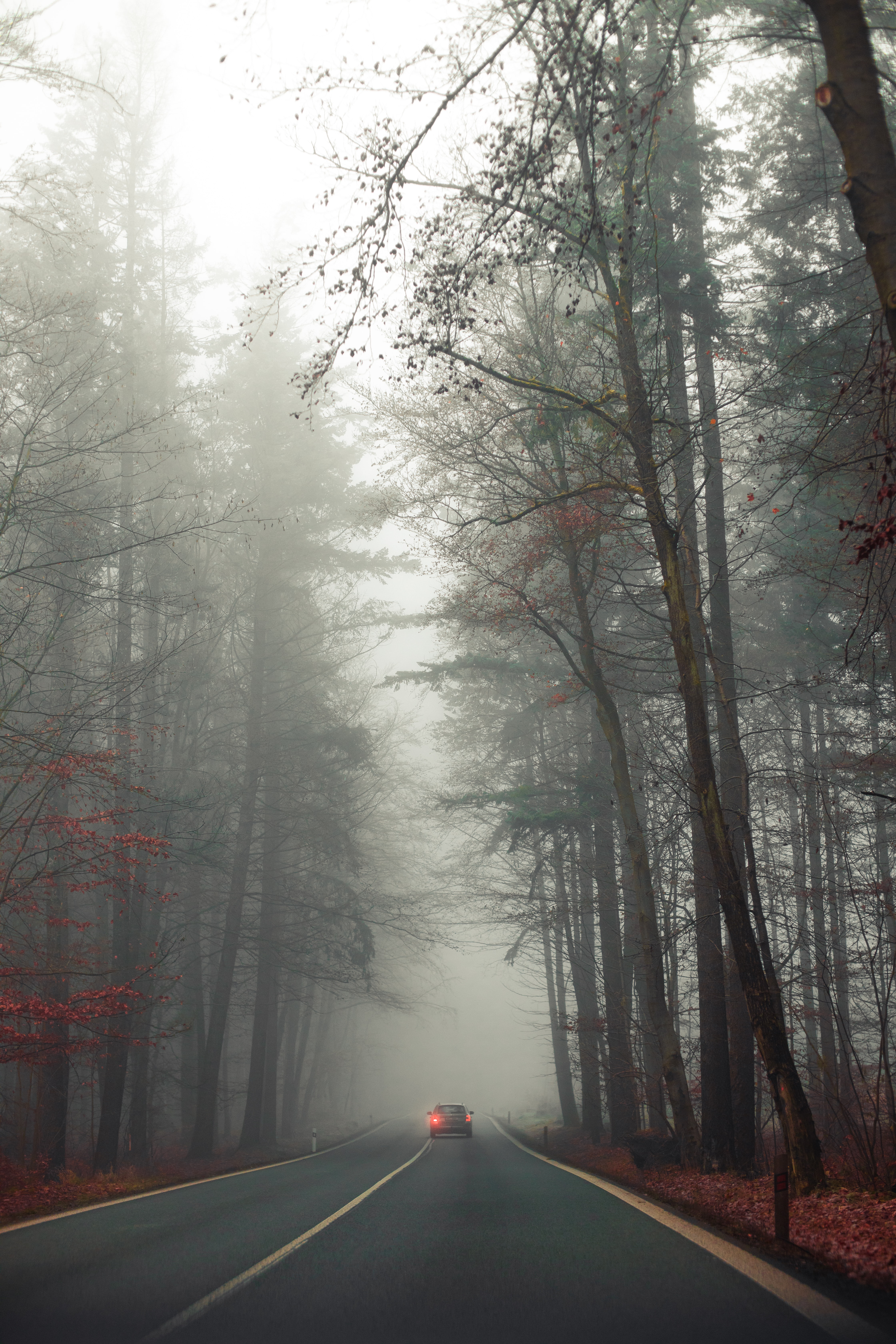 Скачать картинку Деревья, Туман, Дорога, Автомобиль, Природа в телефон бесплатно.