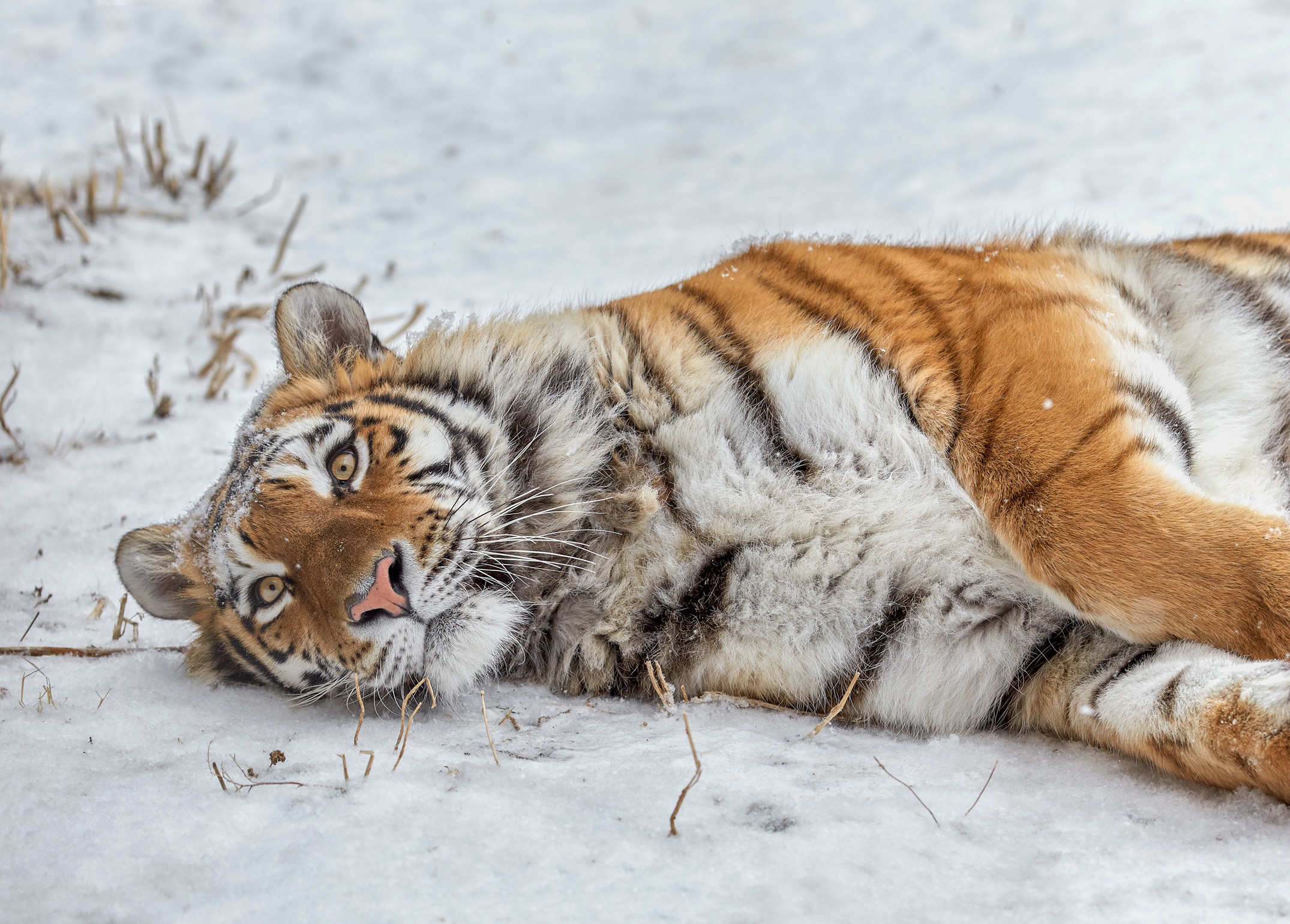 Baixar papel de parede para celular de Animais, Gatos, Neve, Tigre gratuito.