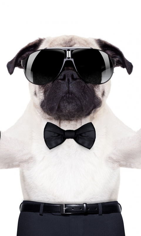 Download mobile wallpaper Dogs, Animal, Pug for free.