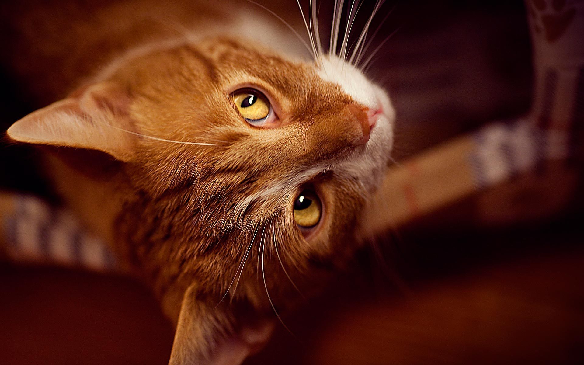 Baixe gratuitamente a imagem Animais, Gatos, Gato na área de trabalho do seu PC