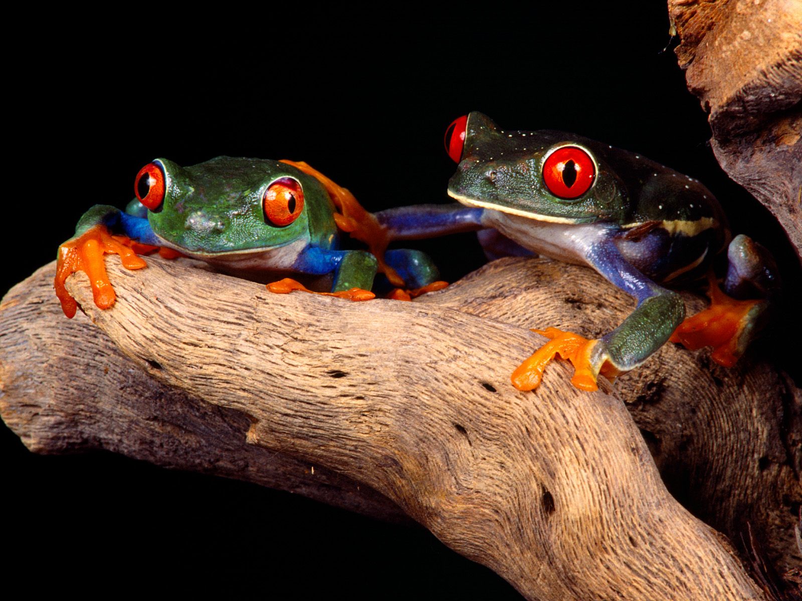 159041 завантажити картинку тварина, червоноока деревна жаба, жаба, жаби - шпалери і заставки безкоштовно