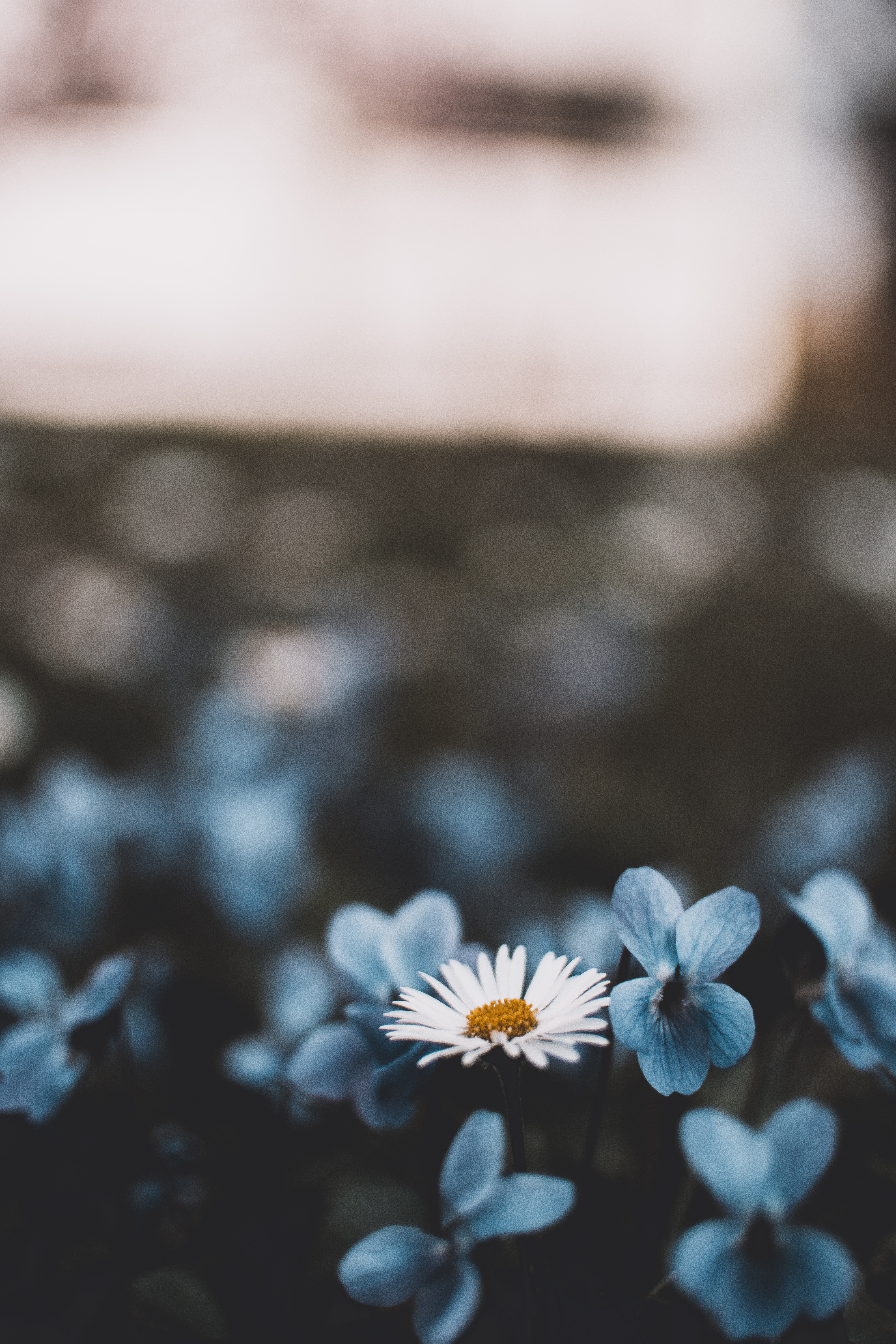 Free download wallpaper Flowers, Blur, Smooth, Chamomile, Camomile, Bloom, Flowering on your PC desktop