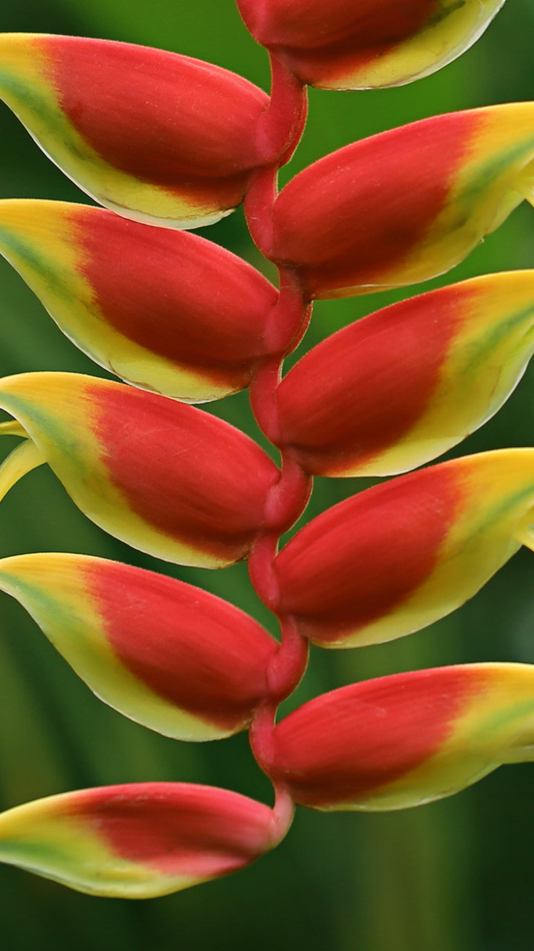 Descarga gratuita de fondo de pantalla para móvil de Flores, Flor, Tierra, Heliconia, Tierra/naturaleza.