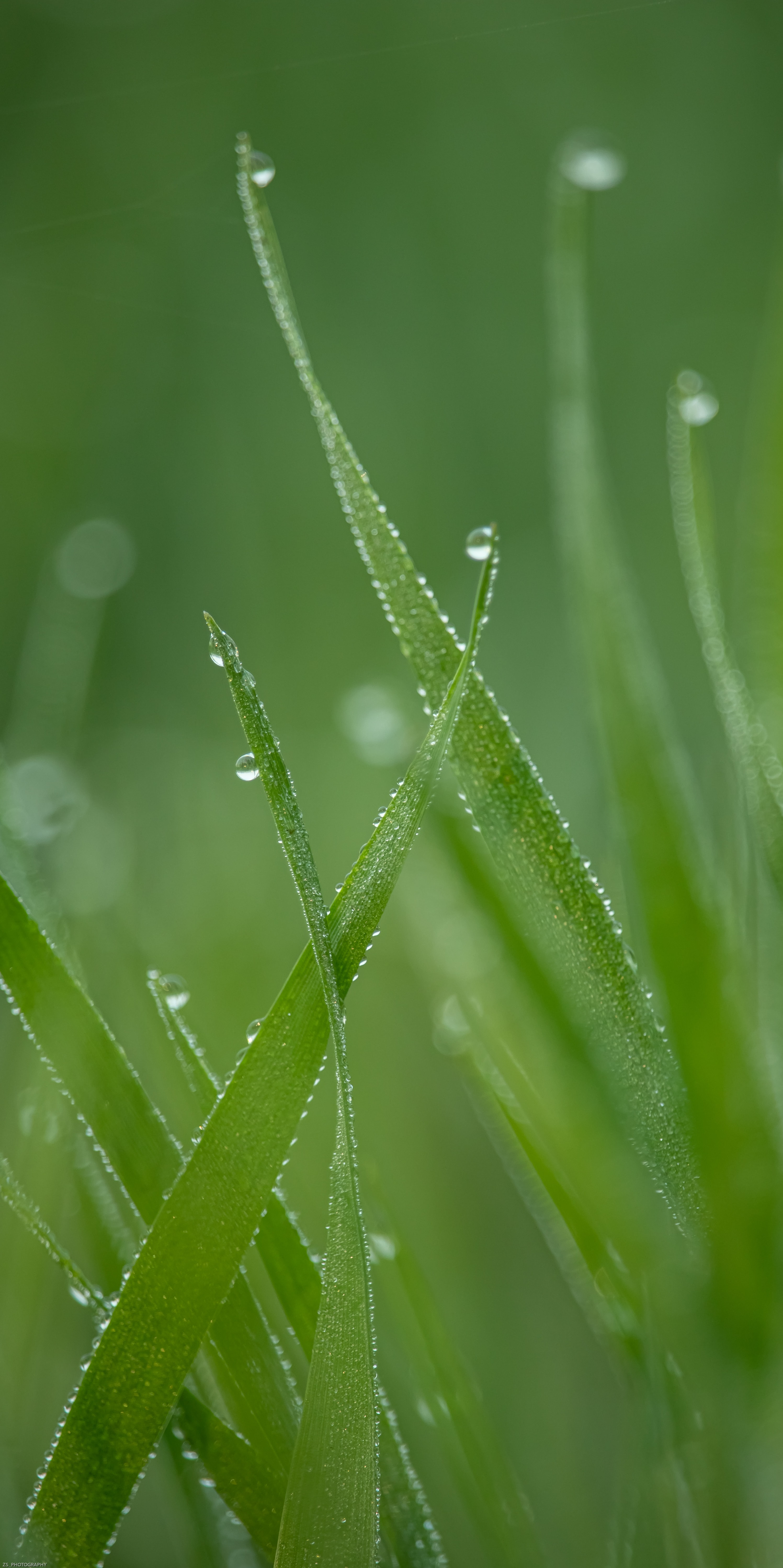 Download mobile wallpaper Grass, Macro, Dew, Drops for free.