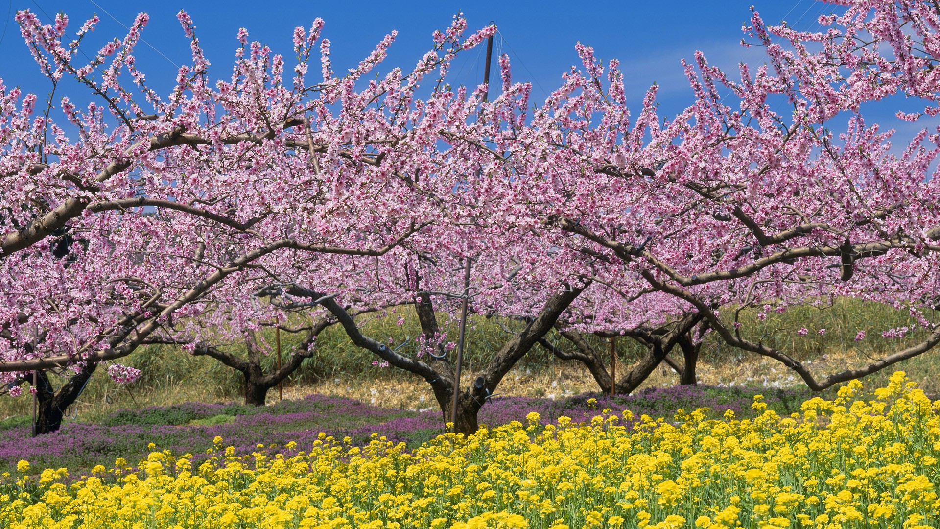 Laden Sie das Blume, Baum, Frühling, Blüte, Gelbe Blume, Erde/natur, Pinke Blume-Bild kostenlos auf Ihren PC-Desktop herunter