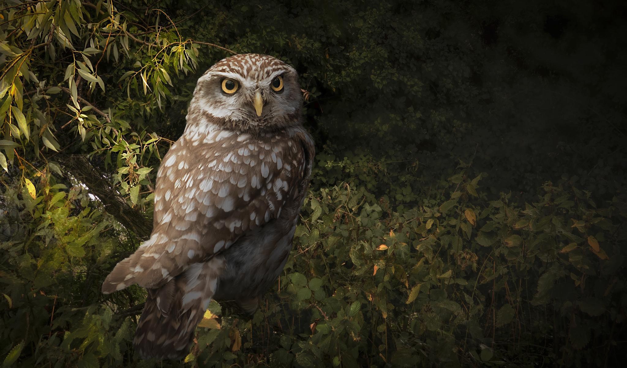 32k Wallpaper Owl 
