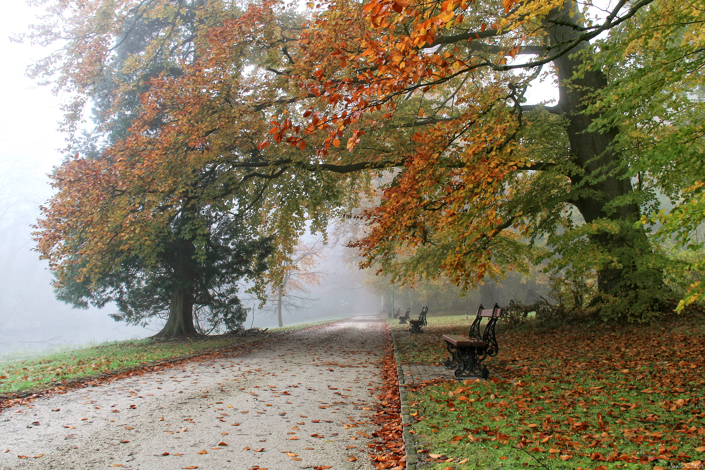Laden Sie das Natur, Herbst, Bank, Park, Baum, Nebel, Fotografie-Bild kostenlos auf Ihren PC-Desktop herunter