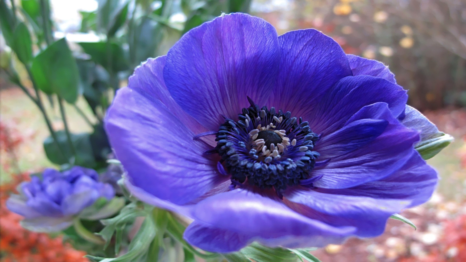Download mobile wallpaper Flowers, Flower, Earth, Anemone, Purple Flower for free.